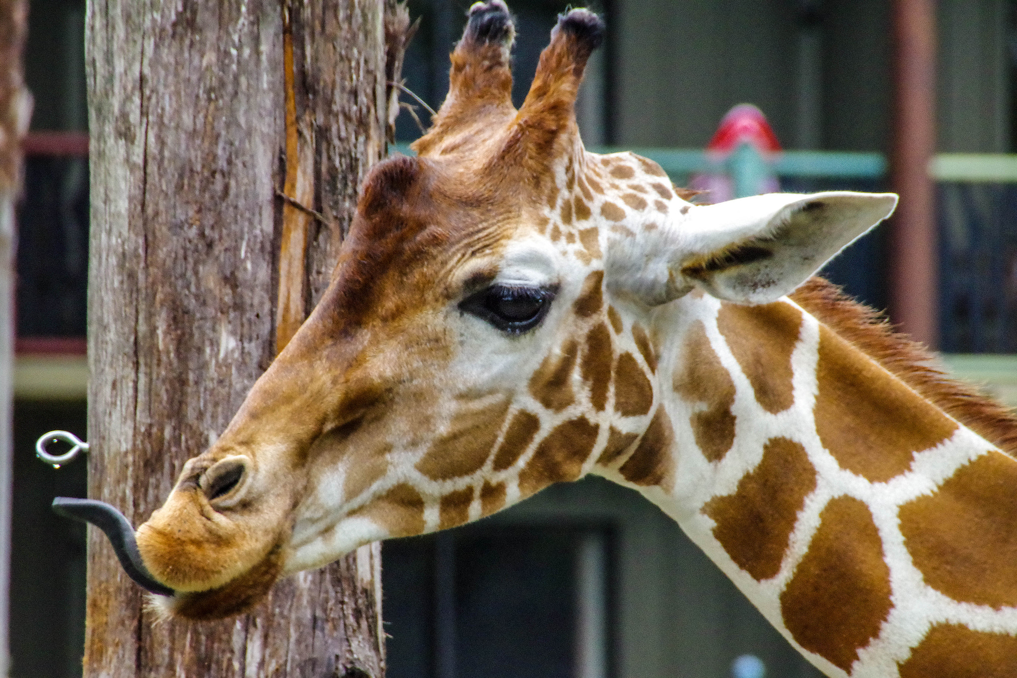 Pentax K-S2 sample photo. World giraffe day photography