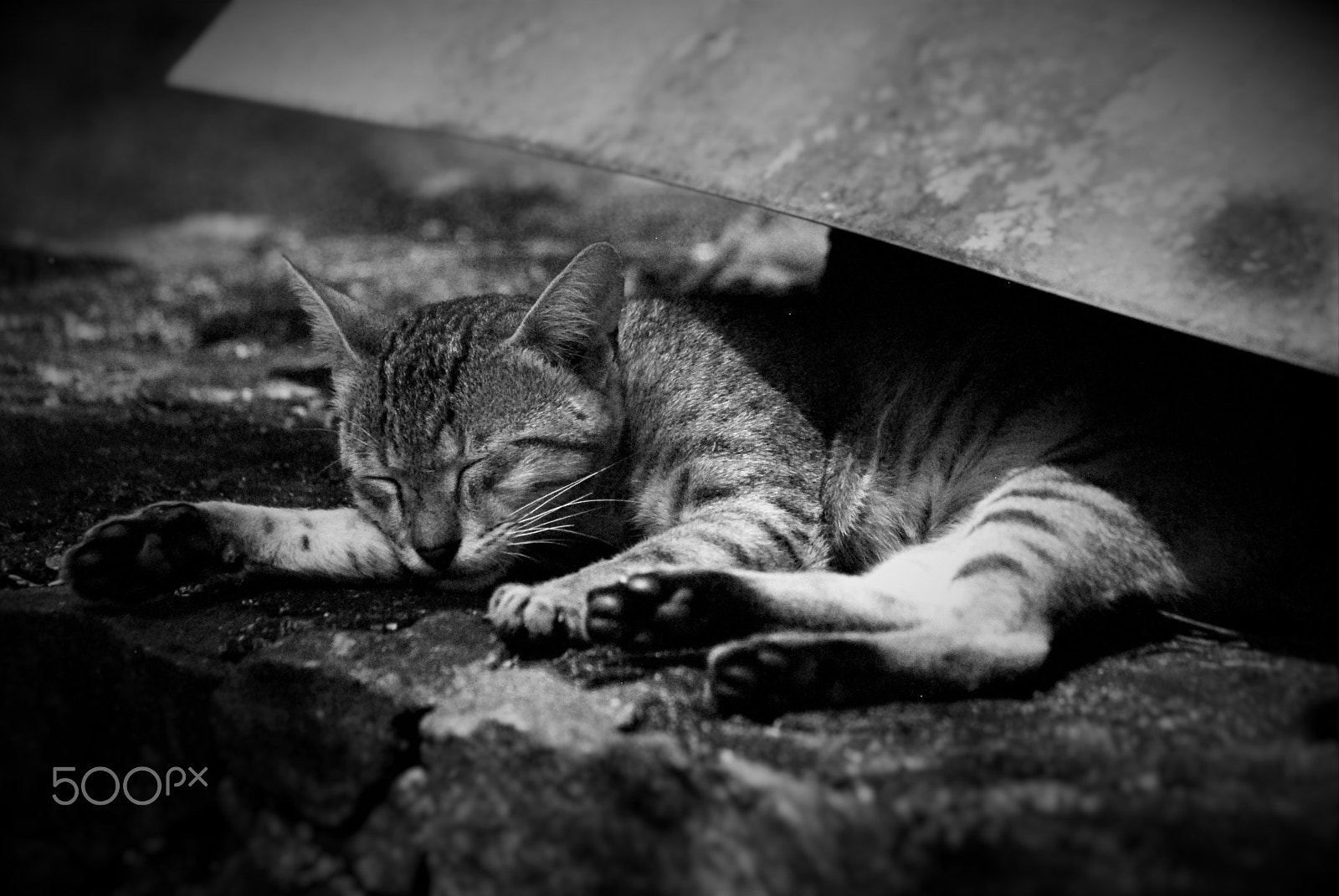 Nikon D200 + Sigma 70-300mm F4-5.6 DG OS sample photo. Snoozing cat photography