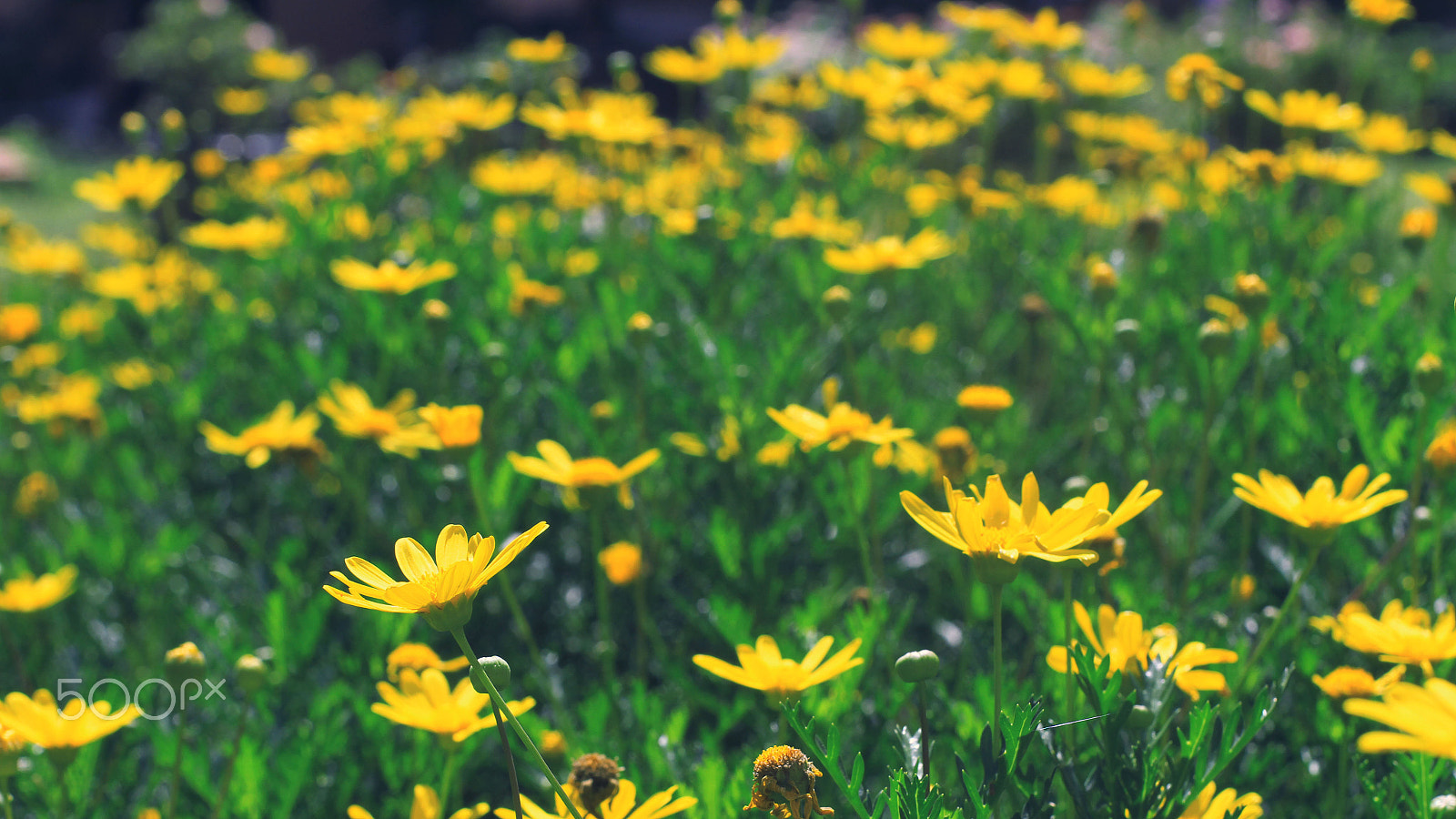 Canon EOS 7D + Canon EF 50mm F1.4 USM sample photo. Flower in sunshine photography