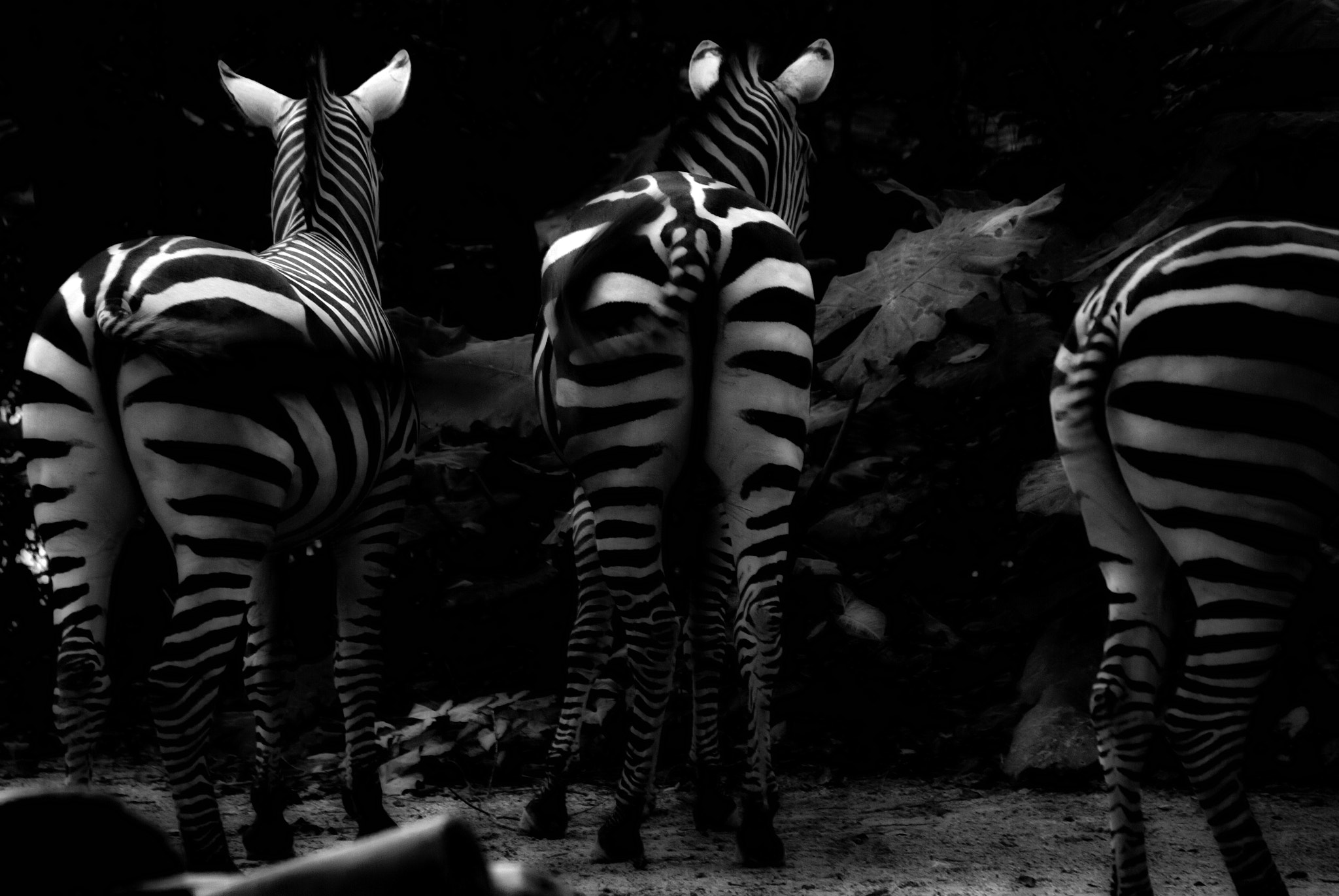 Nikon D80 sample photo. Zebra photography