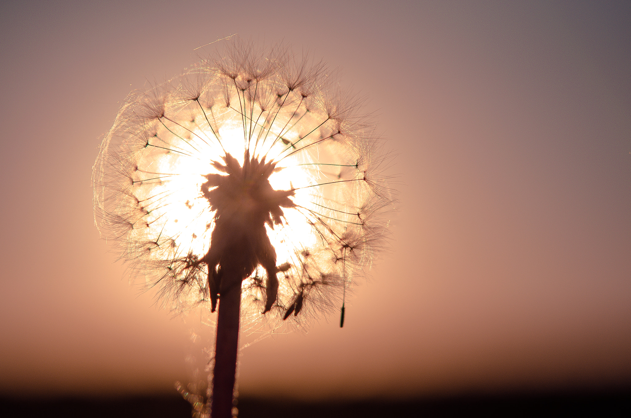 Nikon AF-S Micro-Nikkor 60mm F2.8G ED sample photo. Sun-eater photography