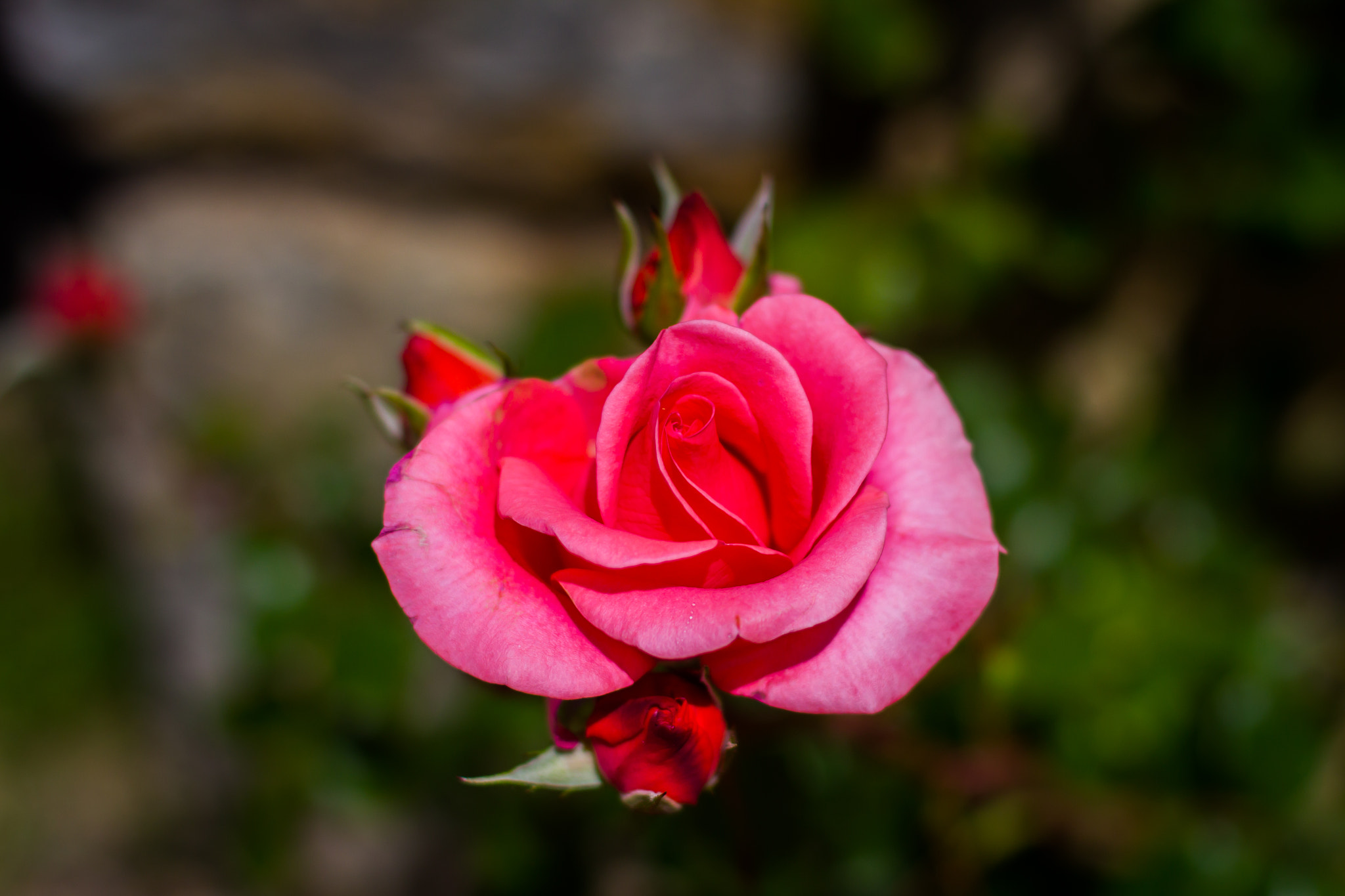 Canon EOS 60D + Canon EF 50mm F1.4 USM sample photo. Rose with 50mm photography