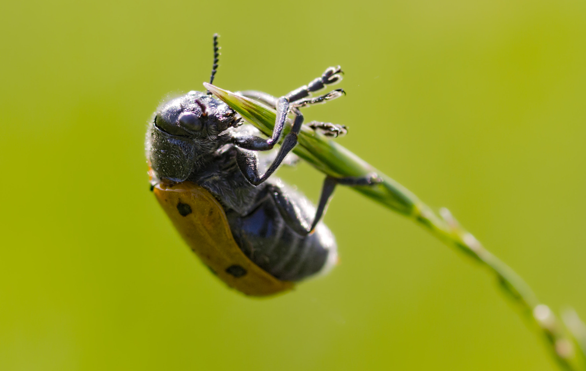 Canon EOS 700D (EOS Rebel T5i / EOS Kiss X7i) + Tamron SP AF 90mm F2.8 Di Macro sample photo. Climber photography