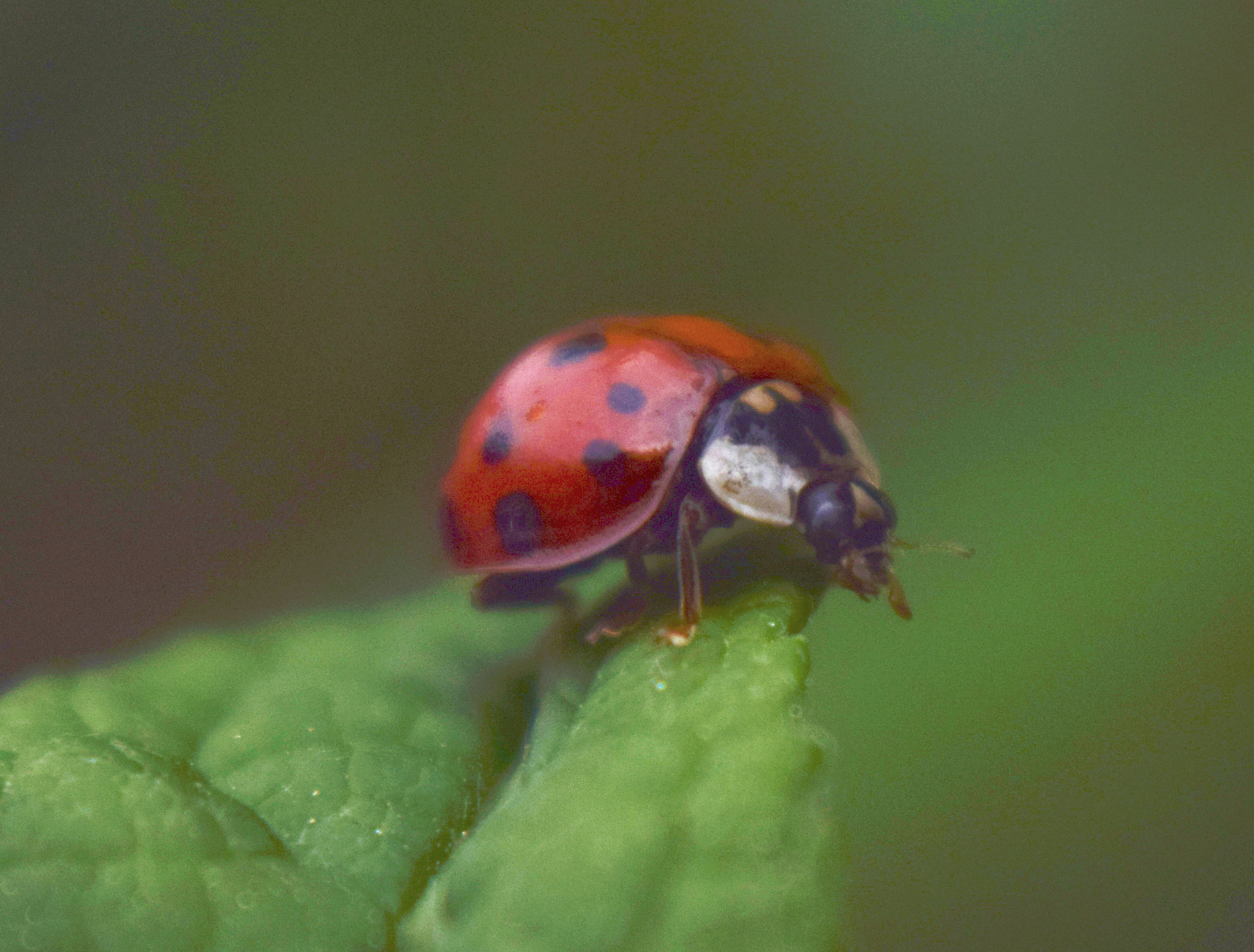 AF Zoom-Nikkor 35-80mm f/4-5.6D sample photo. Over the edge photography