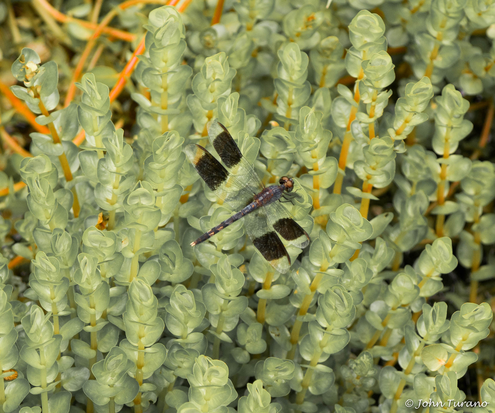 Olympus PEN E-PL7 sample photo. Black wing photography