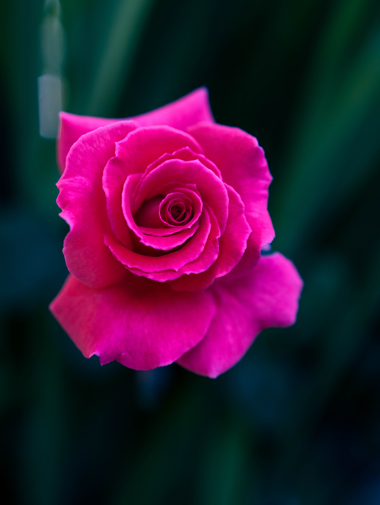 Sony a6300 + 18-35mm F1.8 DC HSM | Art 013 sample photo. Pink rose photography