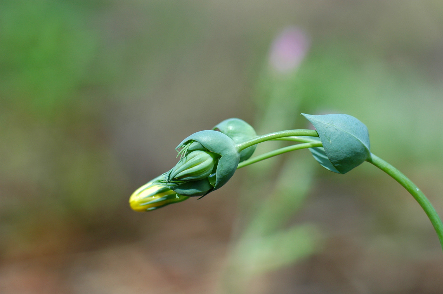 Nikon D70s + Sigma Macro 90mm F2.8 sample photo. A photography
