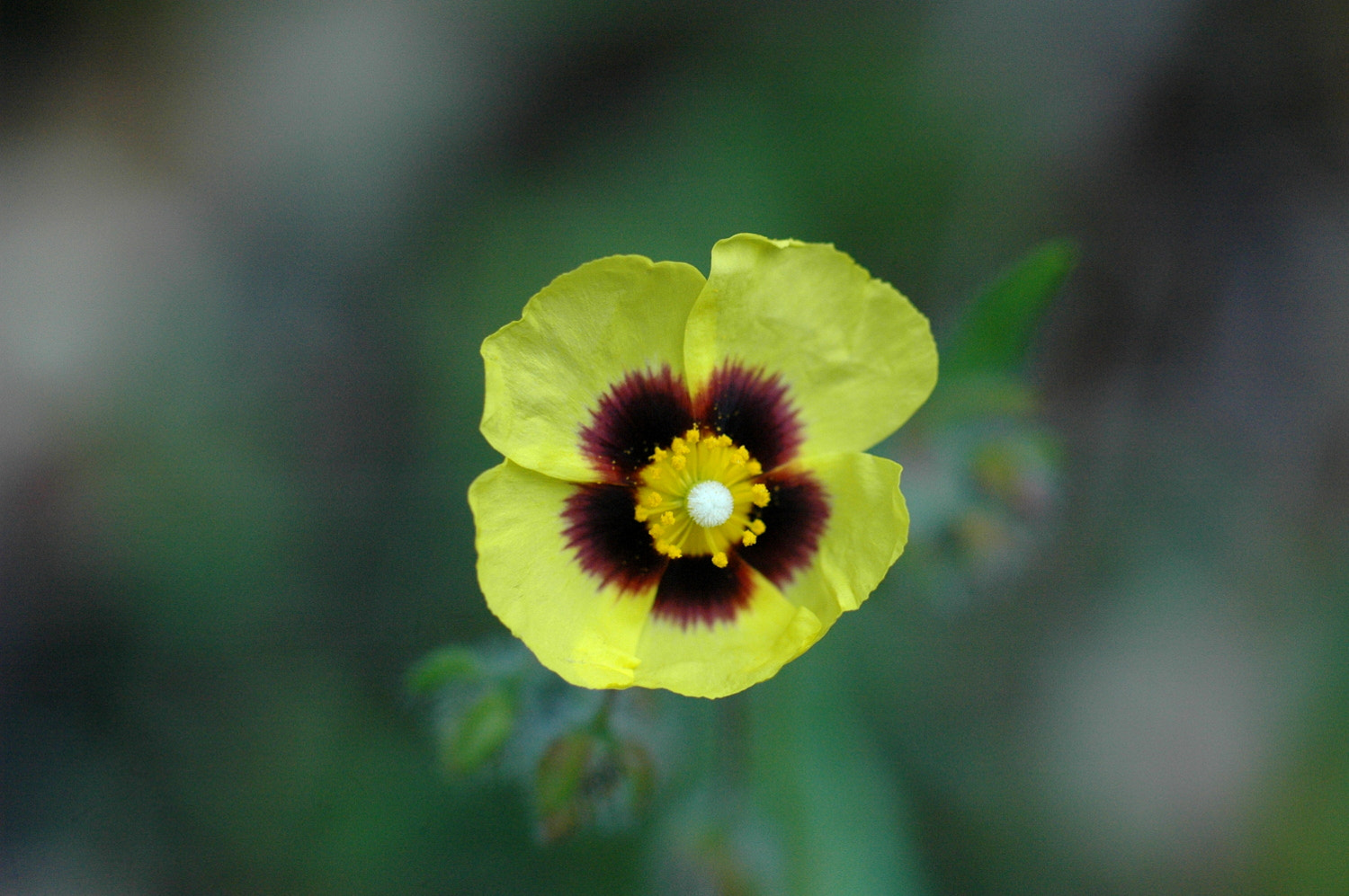 Nikon D70s + Sigma Macro 90mm F2.8 sample photo. A photography