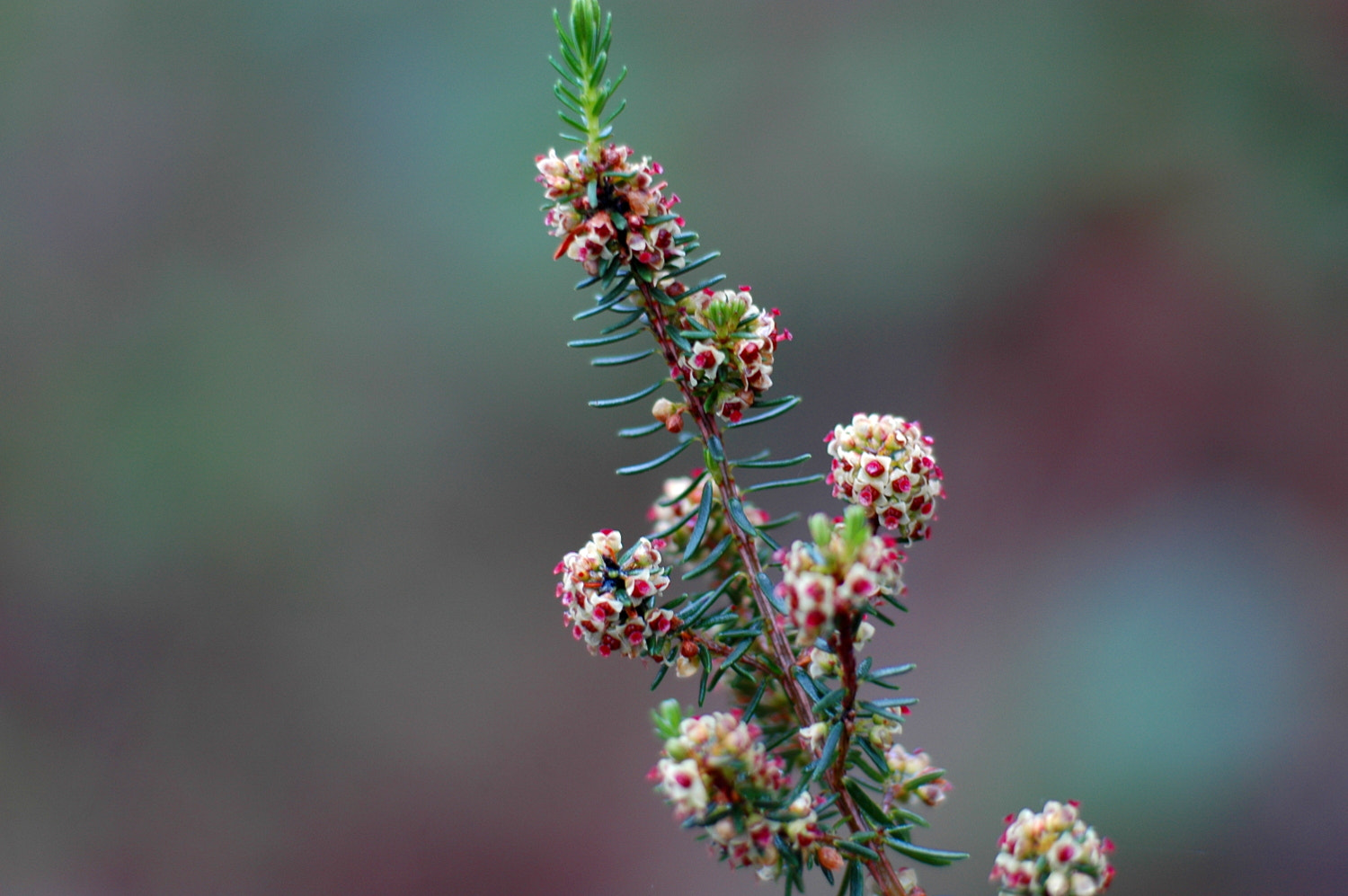 Nikon D70s + Sigma Macro 90mm F2.8 sample photo. A photography