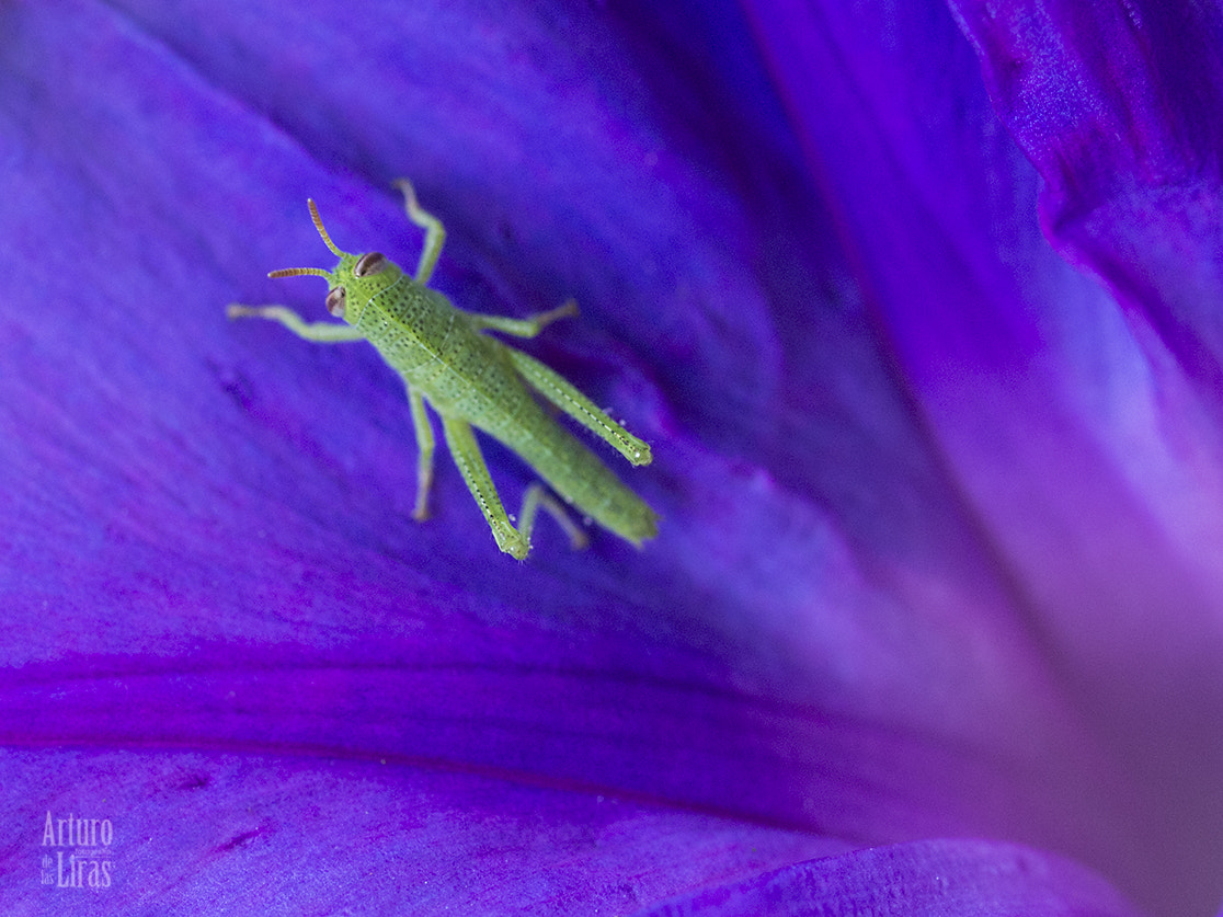 OLYMPUS 50mm Lens sample photo. Green over purple photography