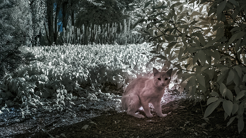 Canon EOS 1100D (EOS Rebel T3 / EOS Kiss X50) + Canon EF 17-40mm F4L USM sample photo. Infrared cat photography