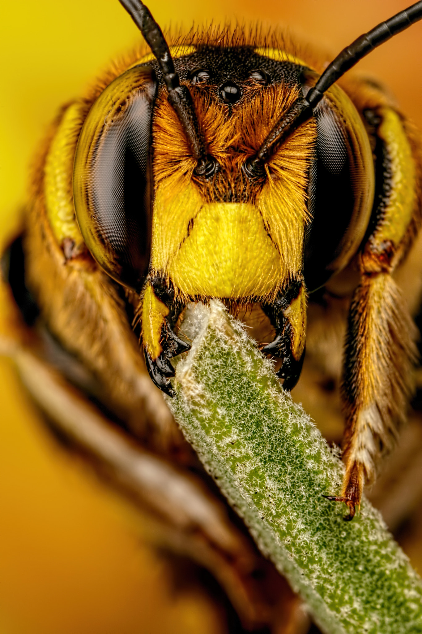 Canon MP-E 65mm F2.5 1-5x Macro Photo sample photo. European wool carder bee viii photography