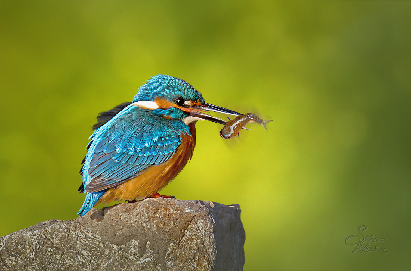 Sigma 150-600mm F5-6.3 DG OS HSM | C sample photo. Delicious brunch photography