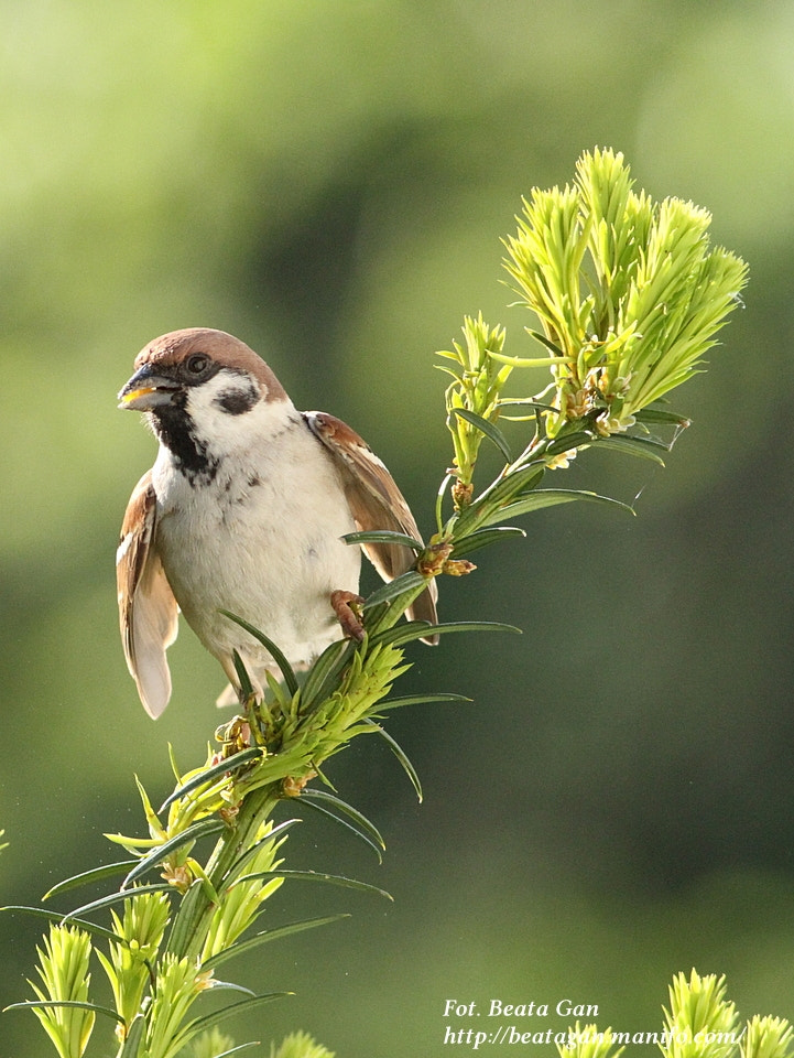 Canon EOS 7D + Canon EF 400mm F5.6L USM sample photo. * photography