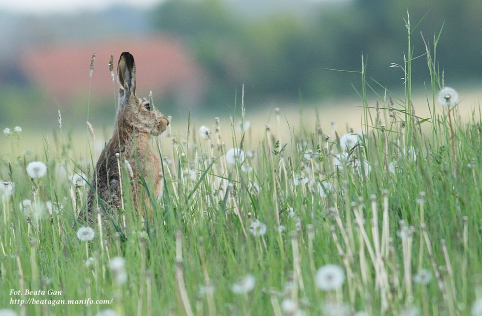 Canon EOS 7D + Canon EF 400mm F5.6L USM sample photo. * photography