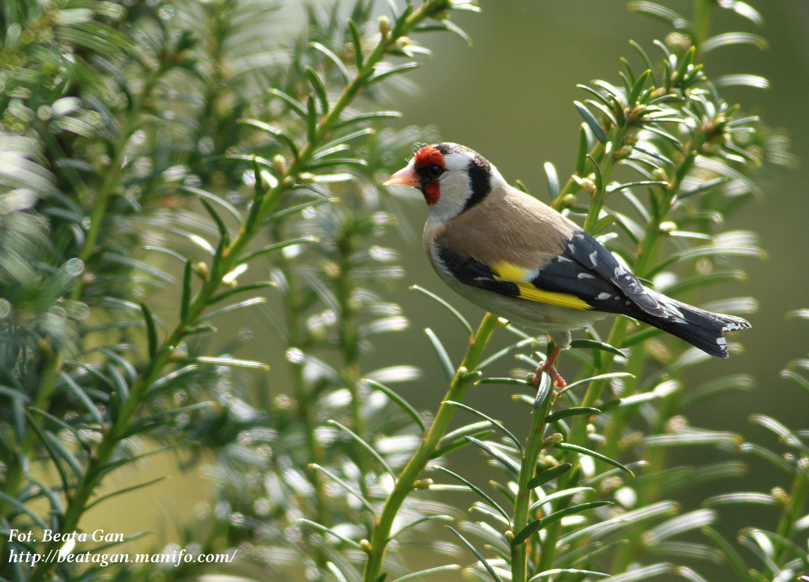 Canon EOS 7D + Canon EF 400mm F5.6L USM sample photo. * photography