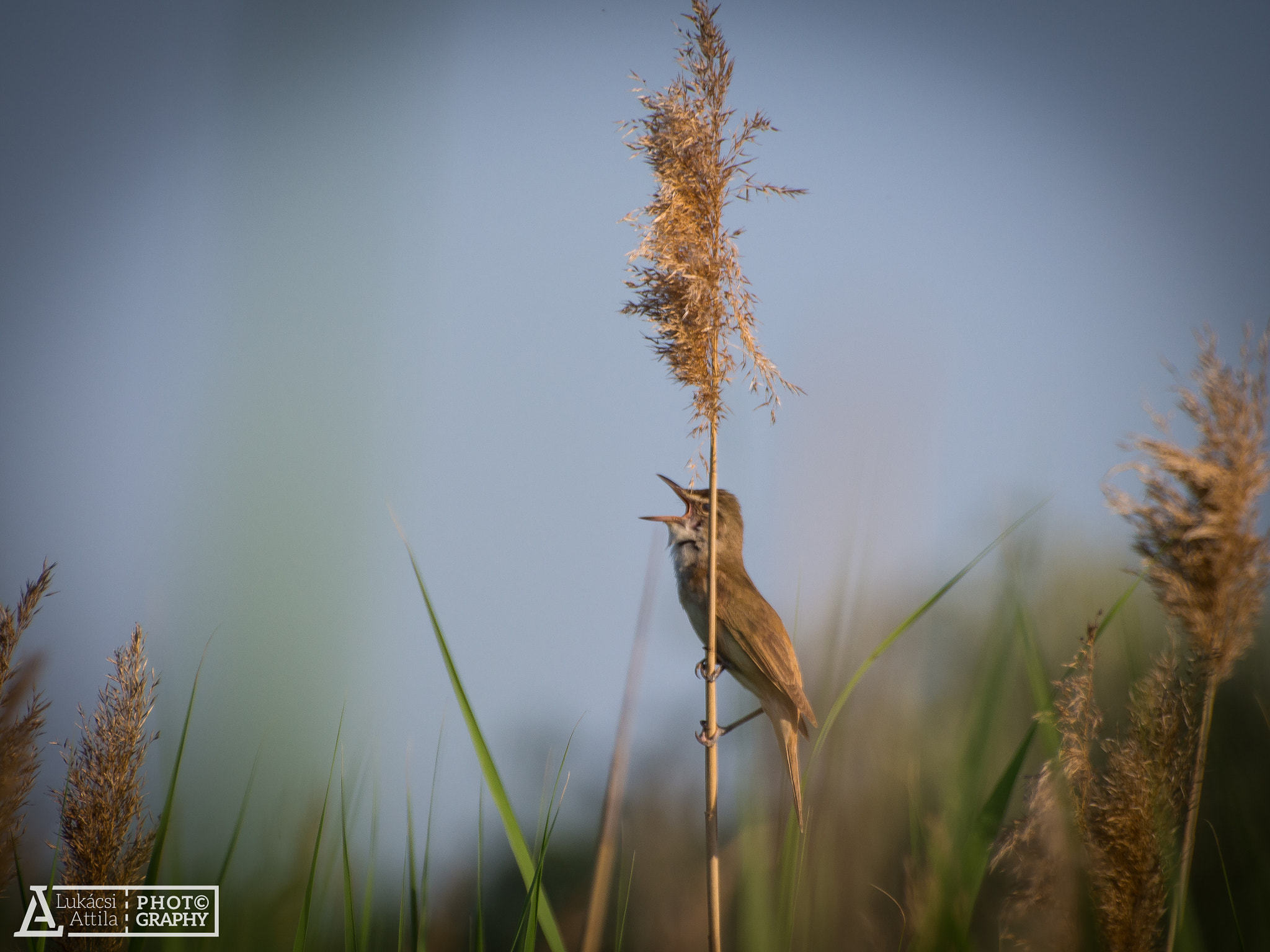 Olympus PEN E-PL5 sample photo. The singer photography