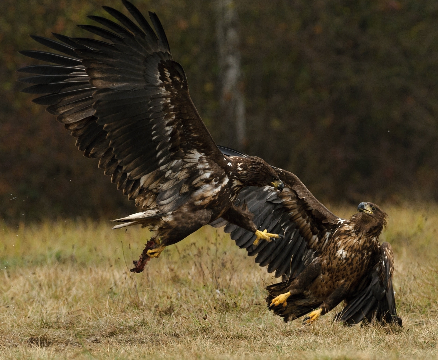 Nikon AF-S Nikkor 300mm F2.8G ED VR II sample photo. D3s_6101.jpg photography