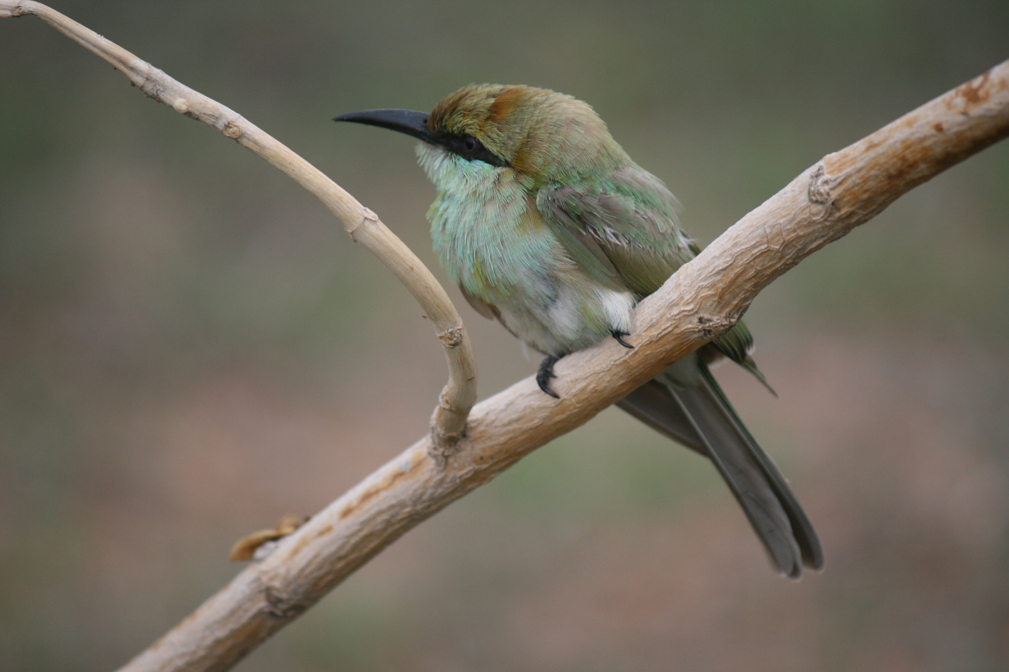 Canon EOS 400D (EOS Digital Rebel XTi / EOS Kiss Digital X) sample photo. Bee eater with right pose photography