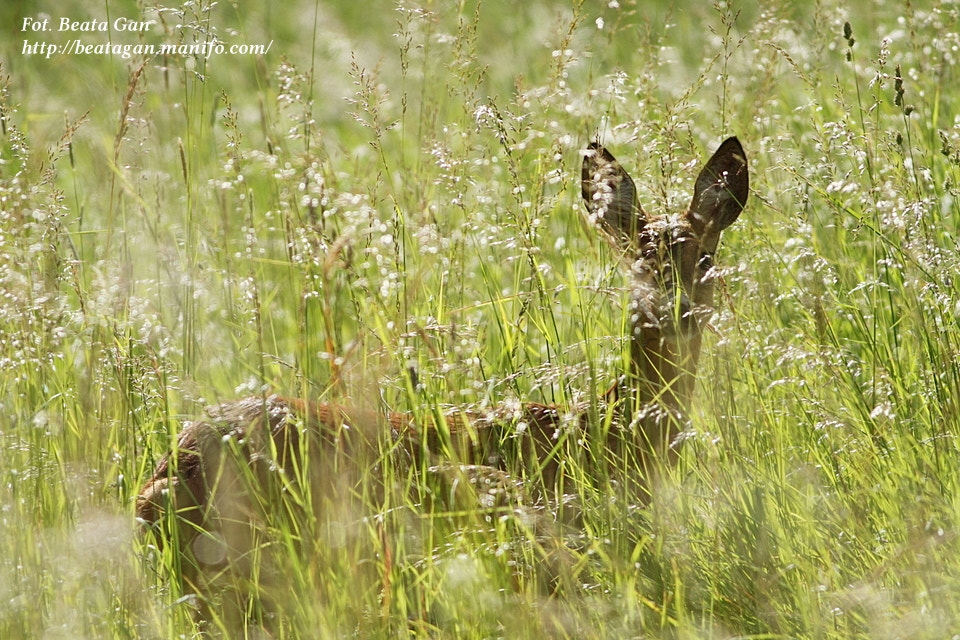 Canon EOS 7D + Canon EF 400mm F5.6L USM sample photo. * photography