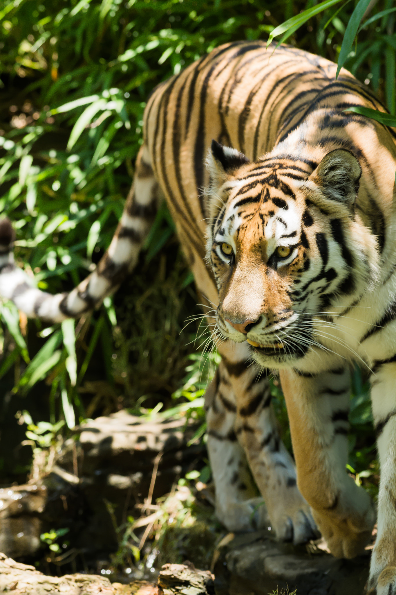 Nikon AF-S Nikkor 300mm F2.8G ED VR II sample photo. Hunting photography