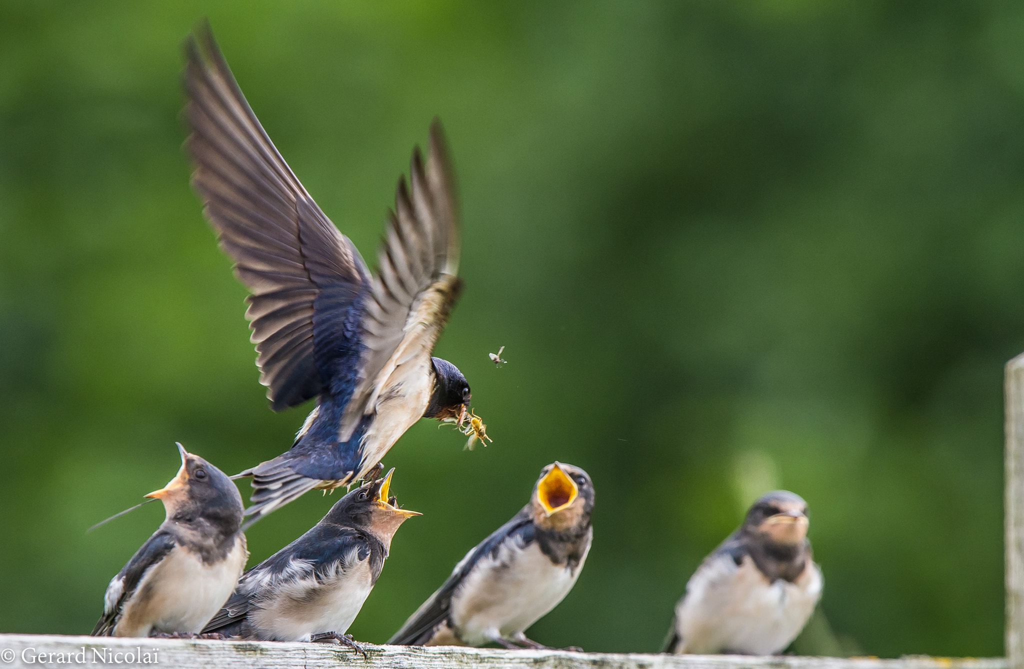 Canon EF 300mm F2.8L IS USM sample photo. Barn swallow feeding its young photography