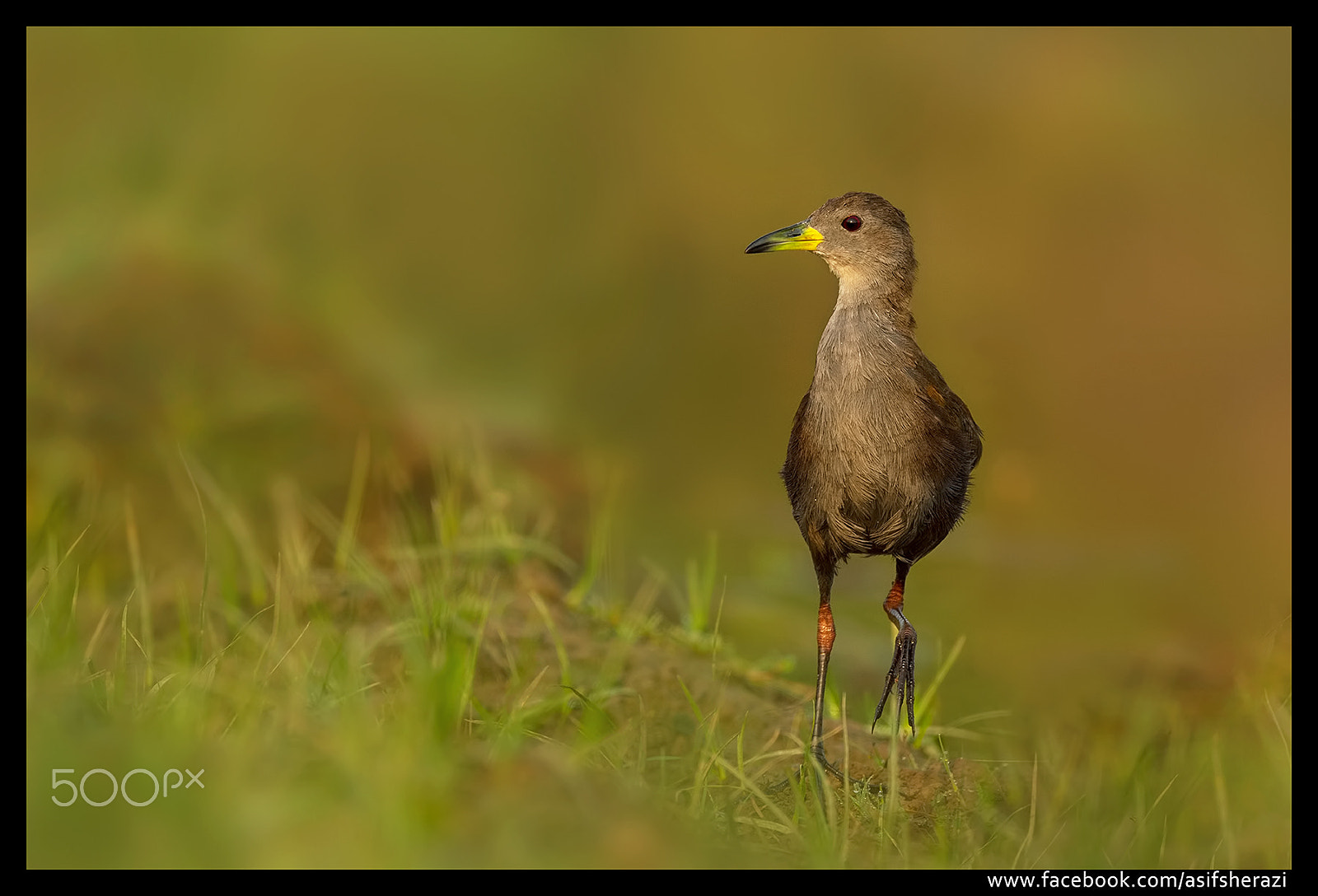 Nikon AF-S Nikkor 600mm F4E FL ED VR sample photo. Beauty of the nature photography