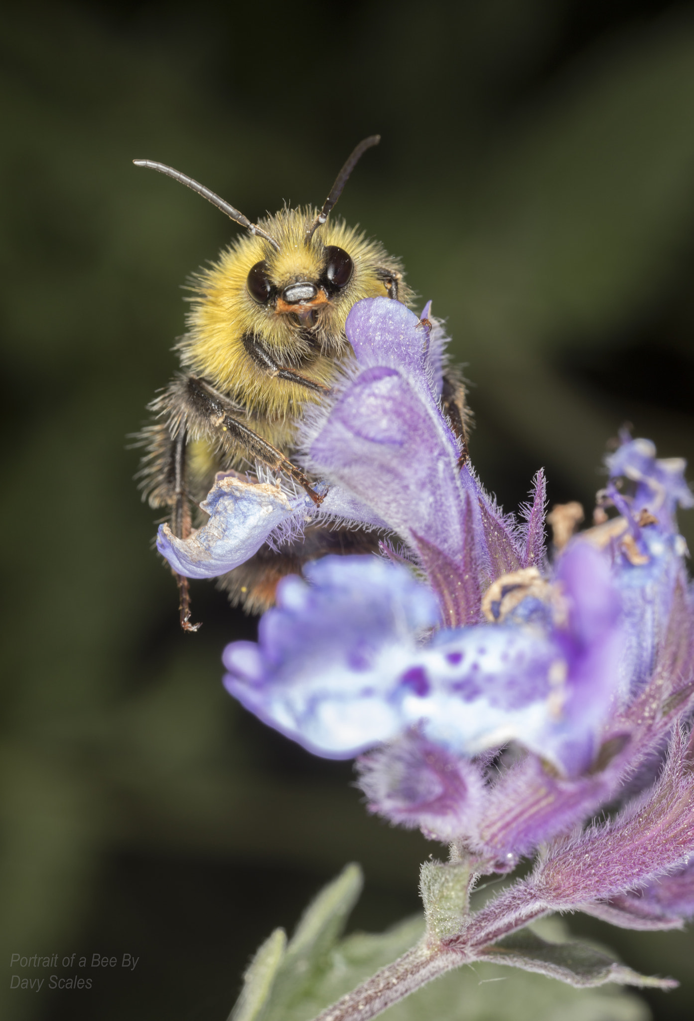 Canon MP-E 65mm F2.5 1-5x Macro Photo sample photo. Portrait of a bee photography