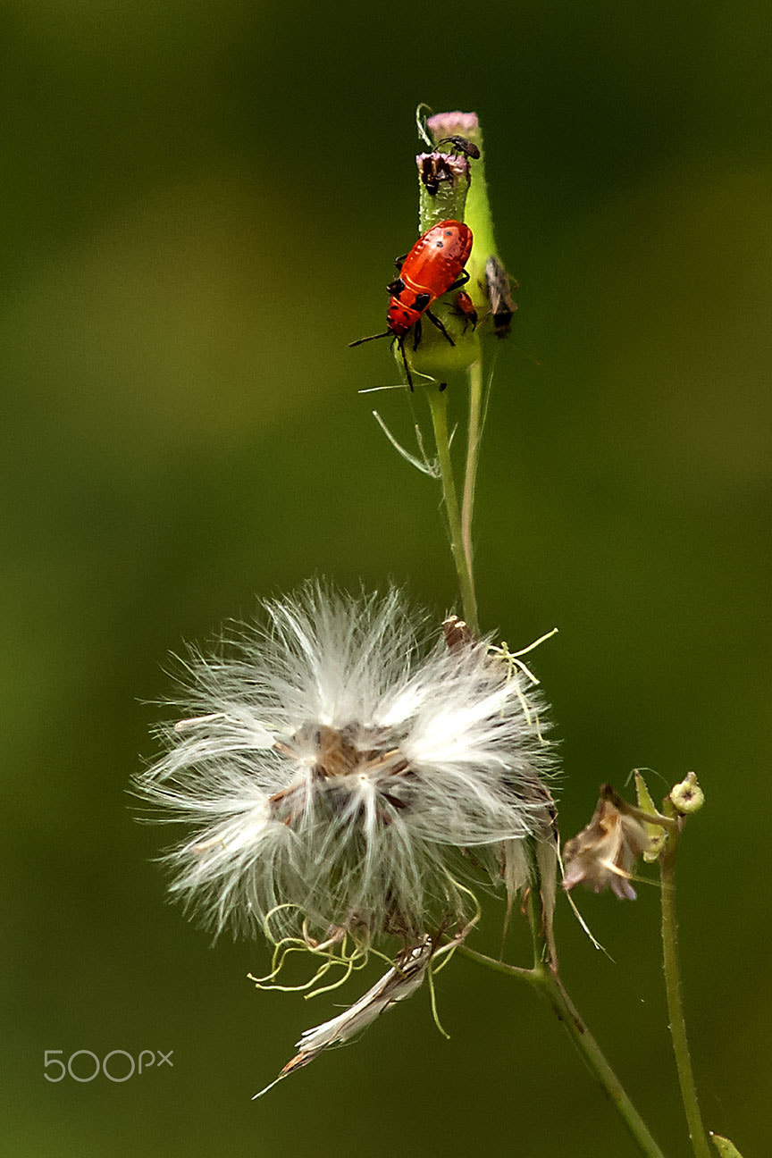 Nikon D80 sample photo. Bug photography