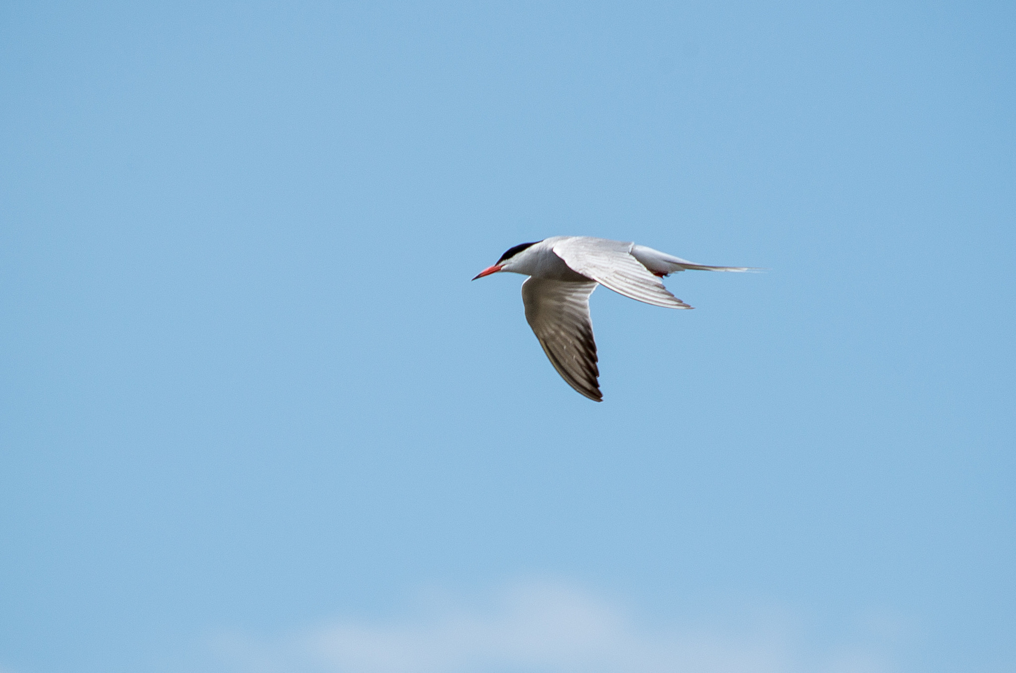 HD Pentax DA 55-300mm F4.0-5.8 ED WR sample photo. Common tern // sterna hirundo photography