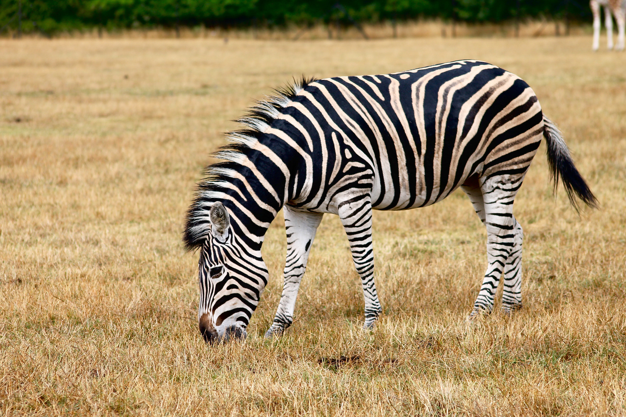 Sigma 50-200mm F4-5.6 DC OS HSM sample photo. Zebra photography