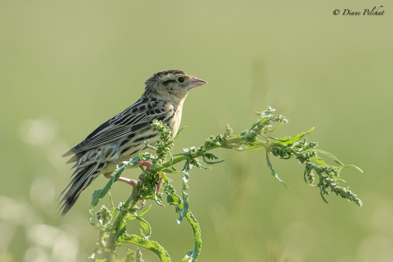 Canon EF 300mm F2.8L IS II USM sample photo. Female- bobolink photography