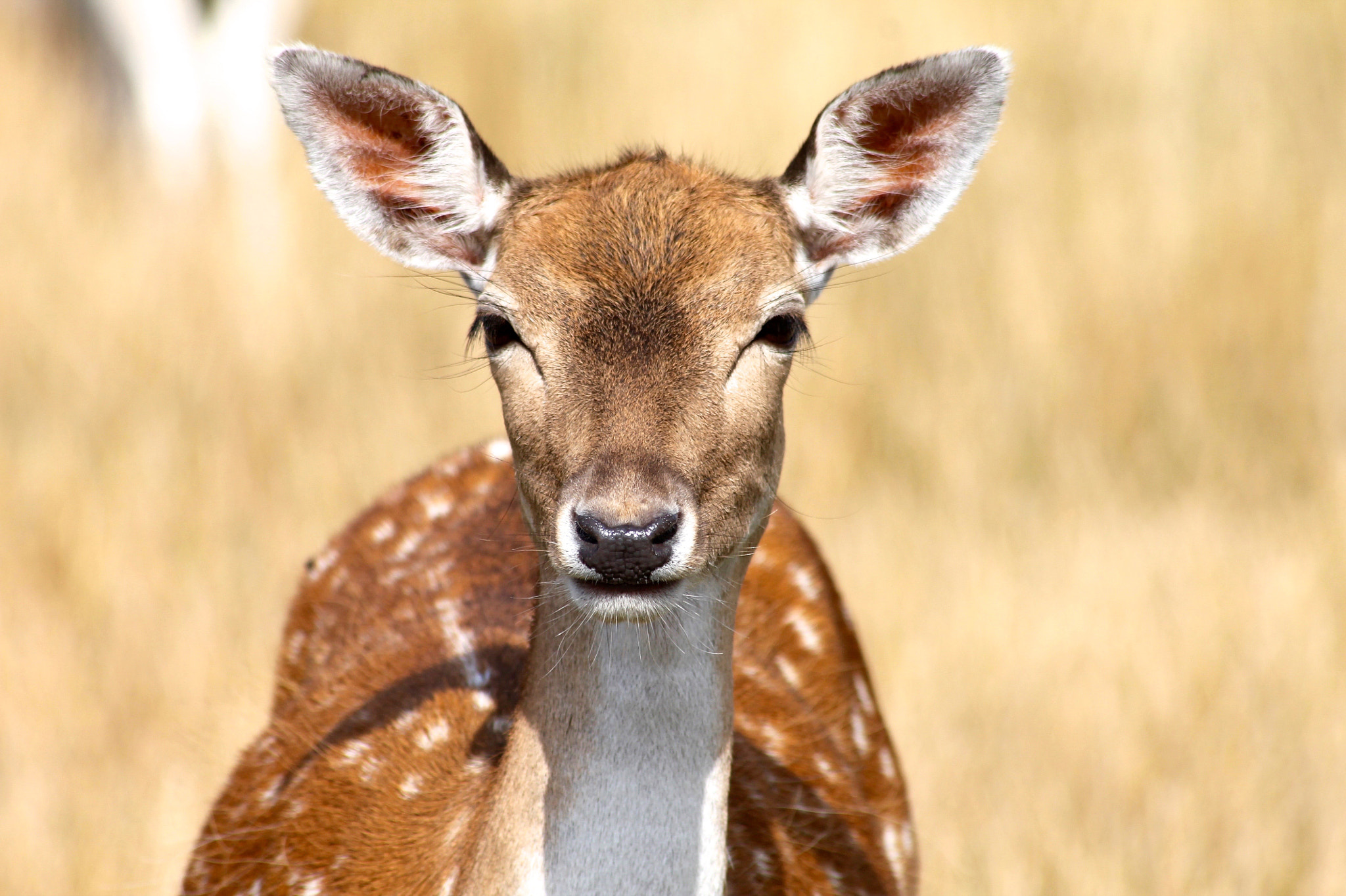 Canon EOS 1100D (EOS Rebel T3 / EOS Kiss X50) + Canon 70-300mm sample photo. Fallow deer photography