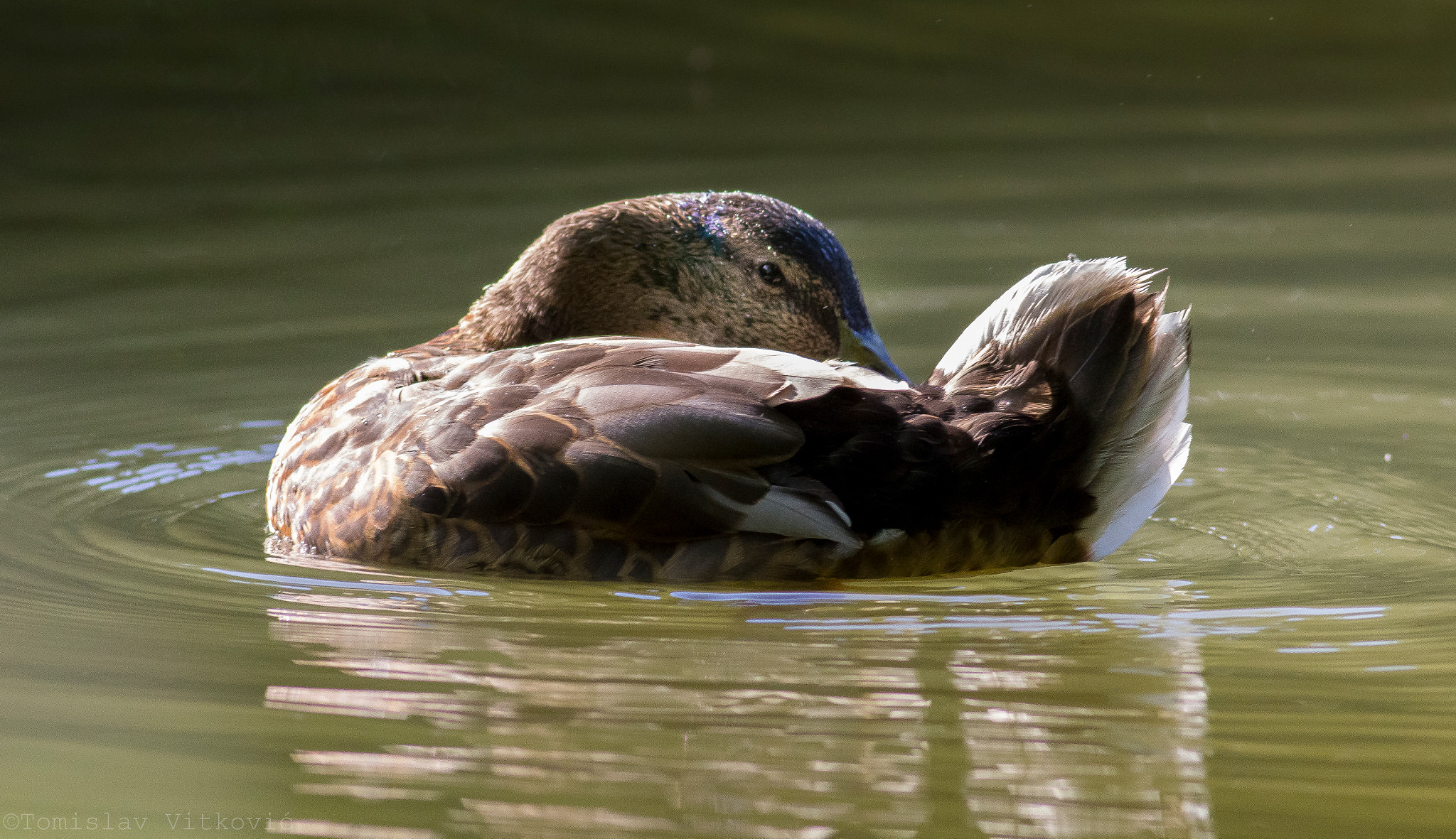 Canon EOS 60D + Canon EF 400mm F5.6L USM sample photo. Spirit of maksimir #1 photography