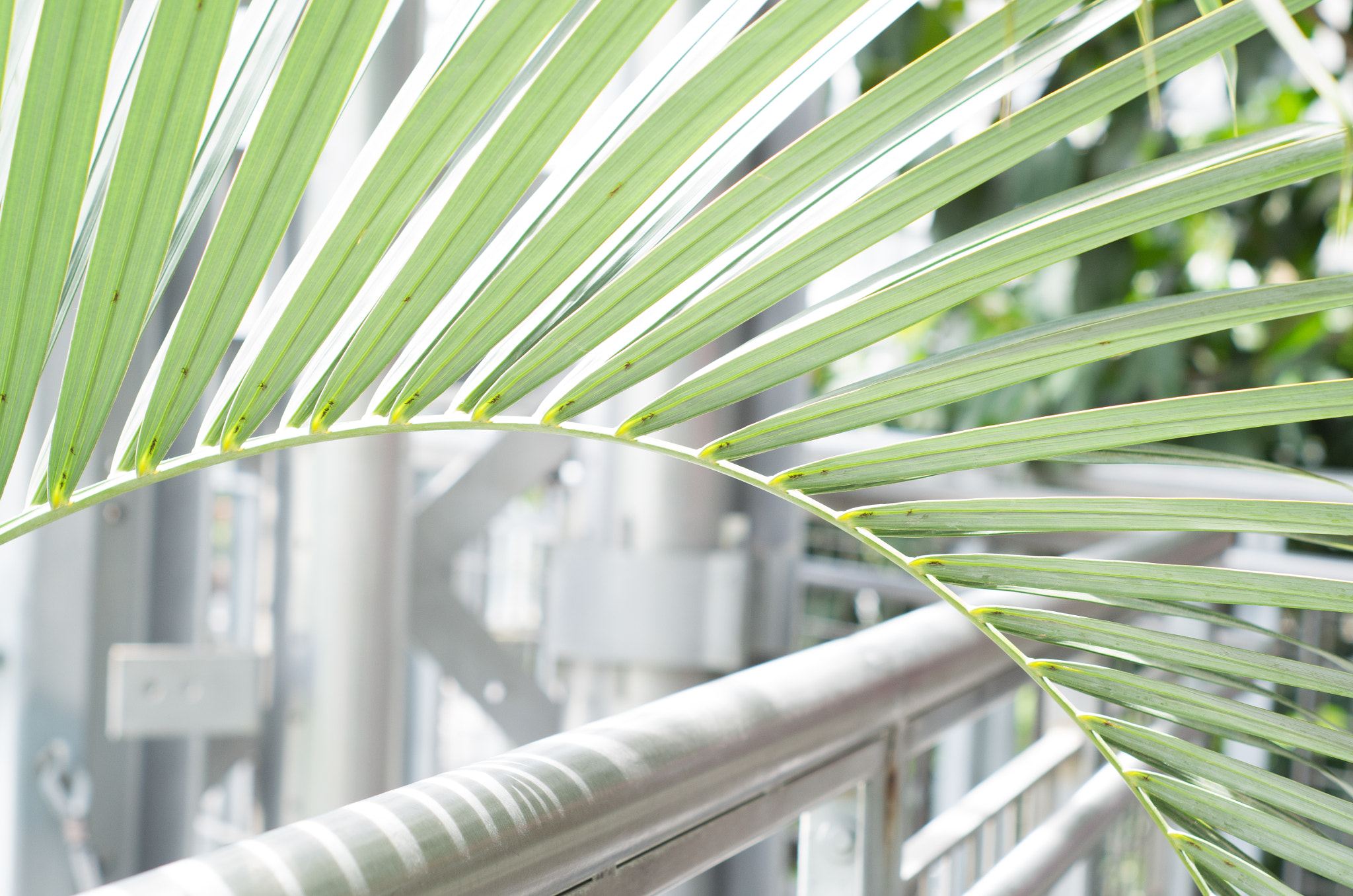 Pentax K-50 + A Series Lens sample photo. Us botanic gardens photography