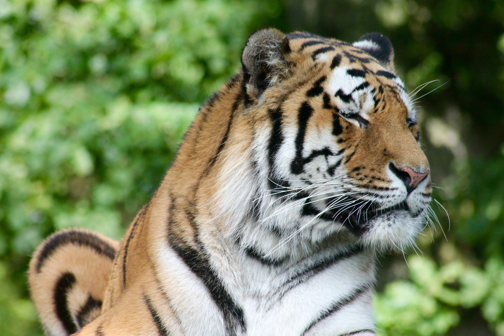 Canon EOS 1100D (EOS Rebel T3 / EOS Kiss X50) + Canon 70-300mm sample photo. Majestic tiger photography