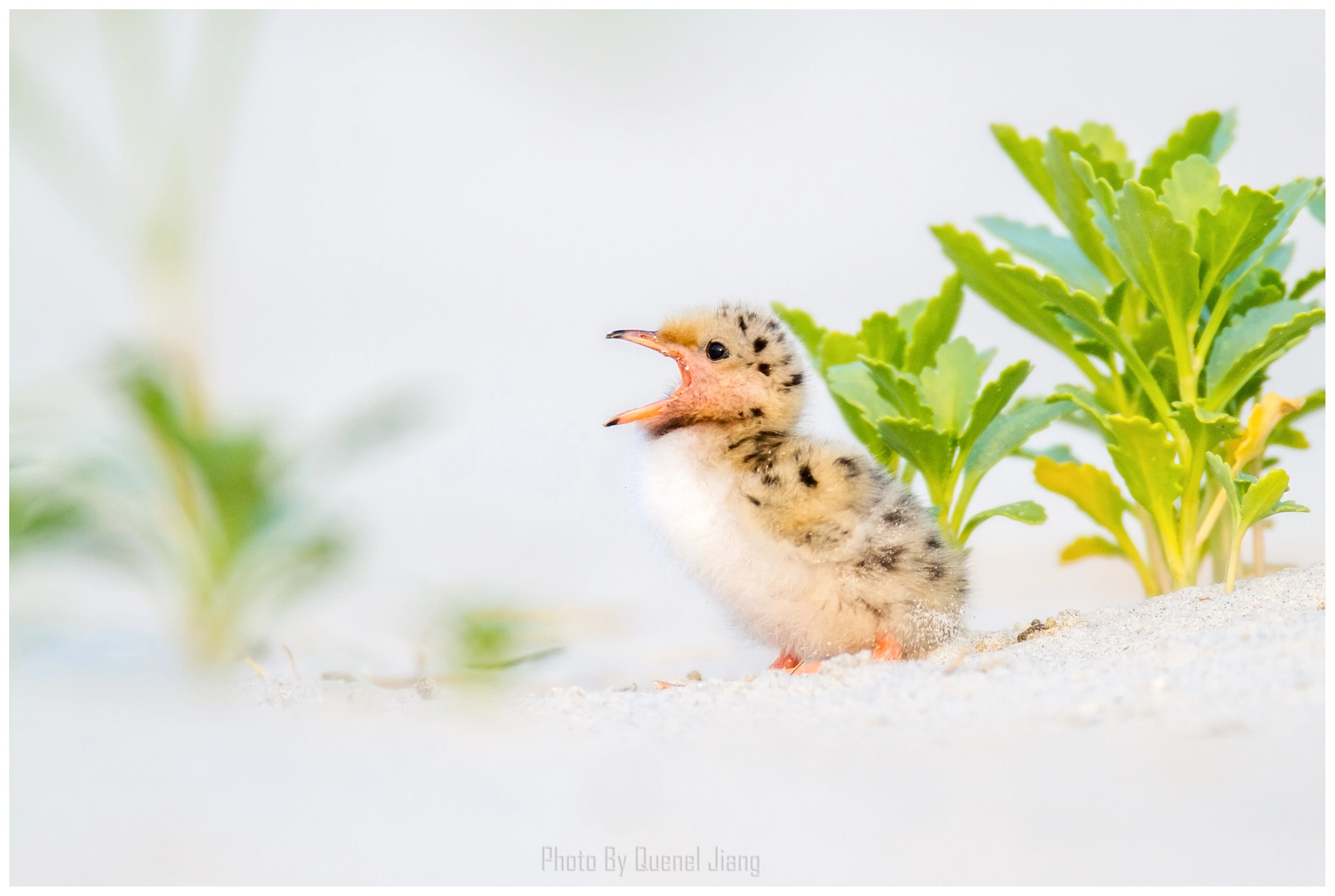 Canon EF 600mm F4L IS USM sample photo. Common tern baby photography