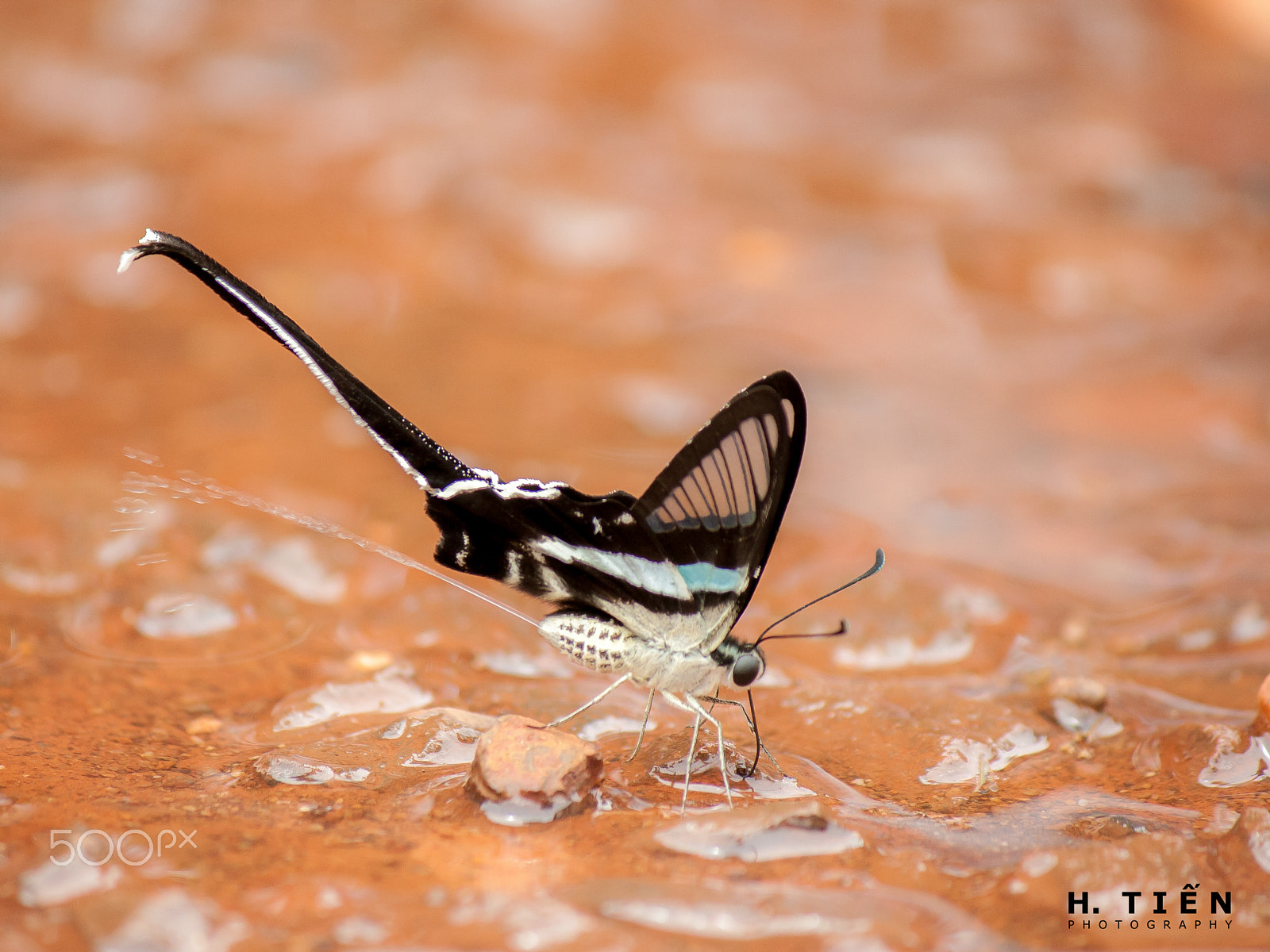 Canon EOS 1000D (EOS Digital Rebel XS / EOS Kiss F) sample photo. Butterfly drinking photography