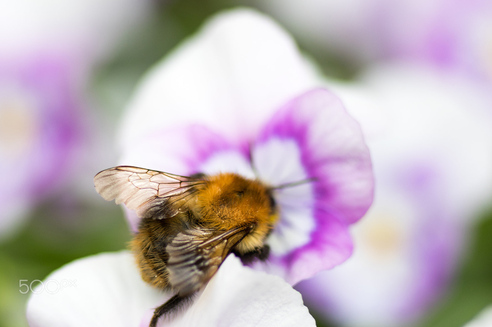 Canon EOS 7D Mark II + Tamron SP AF 90mm F2.8 Di Macro sample photo. Bee in flower photography