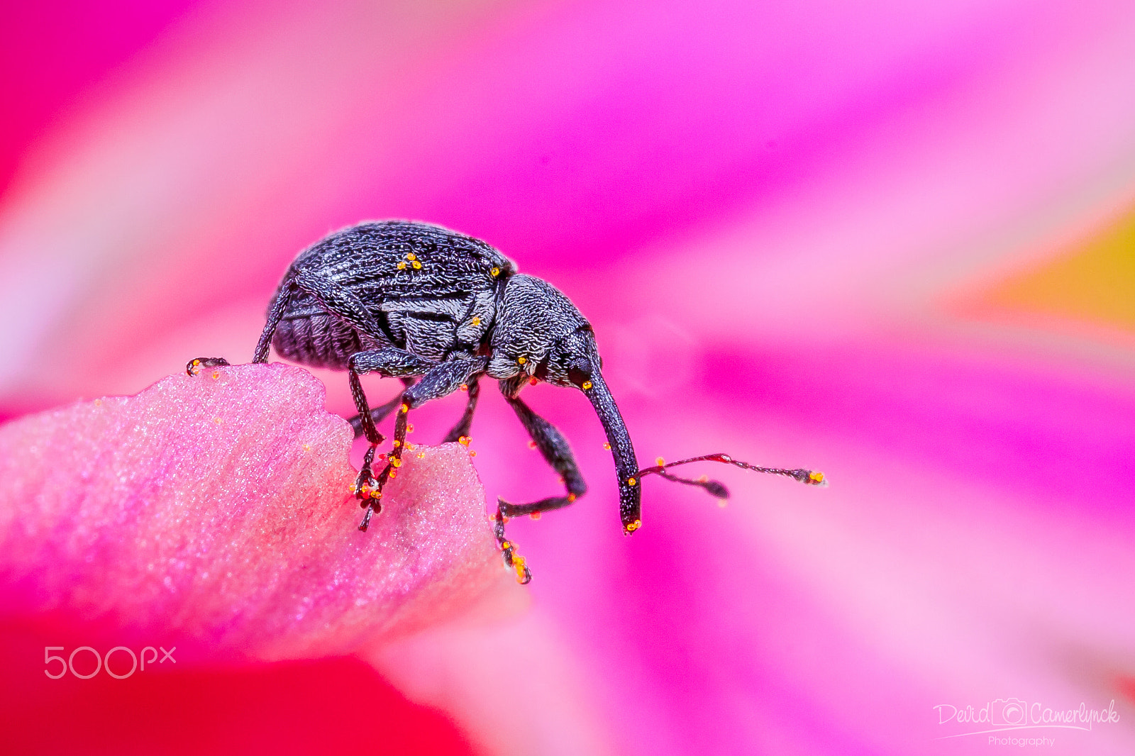 Canon EOS 40D + Canon MP-E 65mm F2.5 1-5x Macro Photo sample photo. Purpel weevil photography