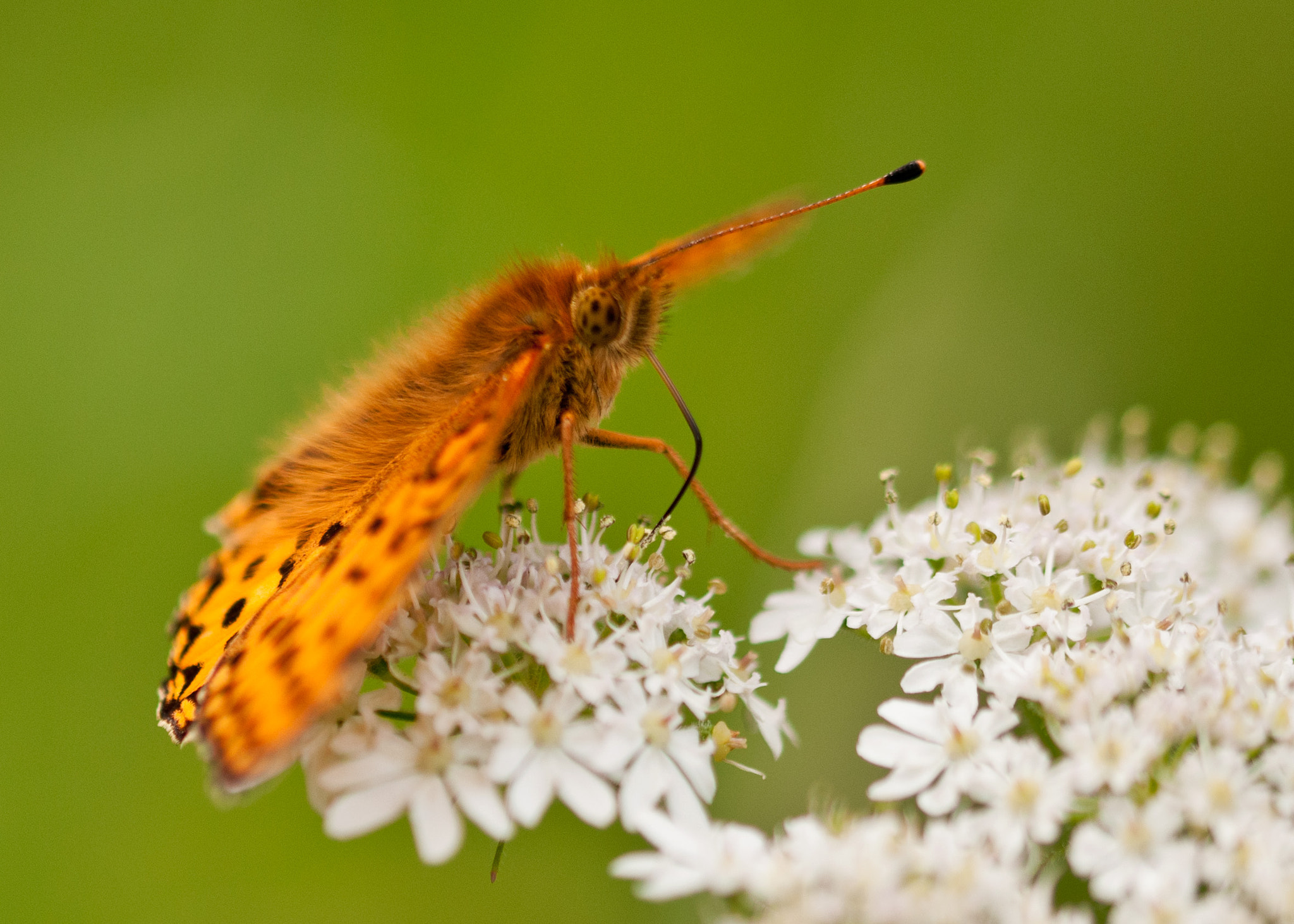 Sigma 105mm F2.8 EX DG OS HSM sample photo. Dark green fritillary photography