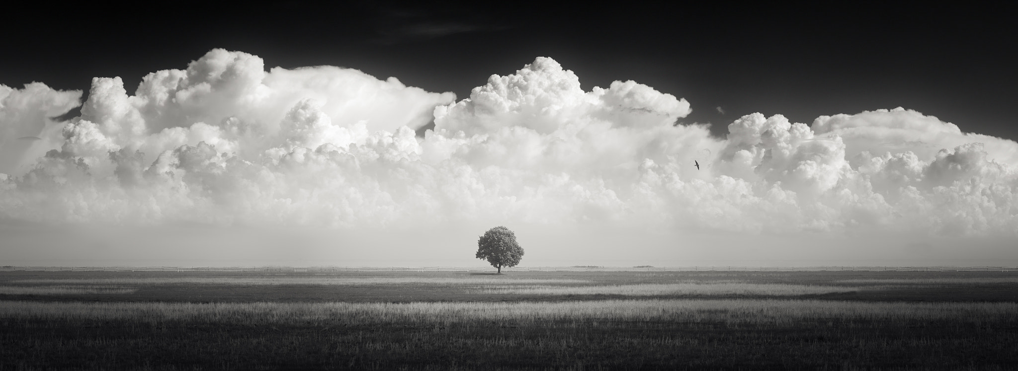 Fujifilm X-T1 + Fujifilm XC 50-230mm F4.5-6.7 OIS II sample photo. (yet another) lonely tree photography