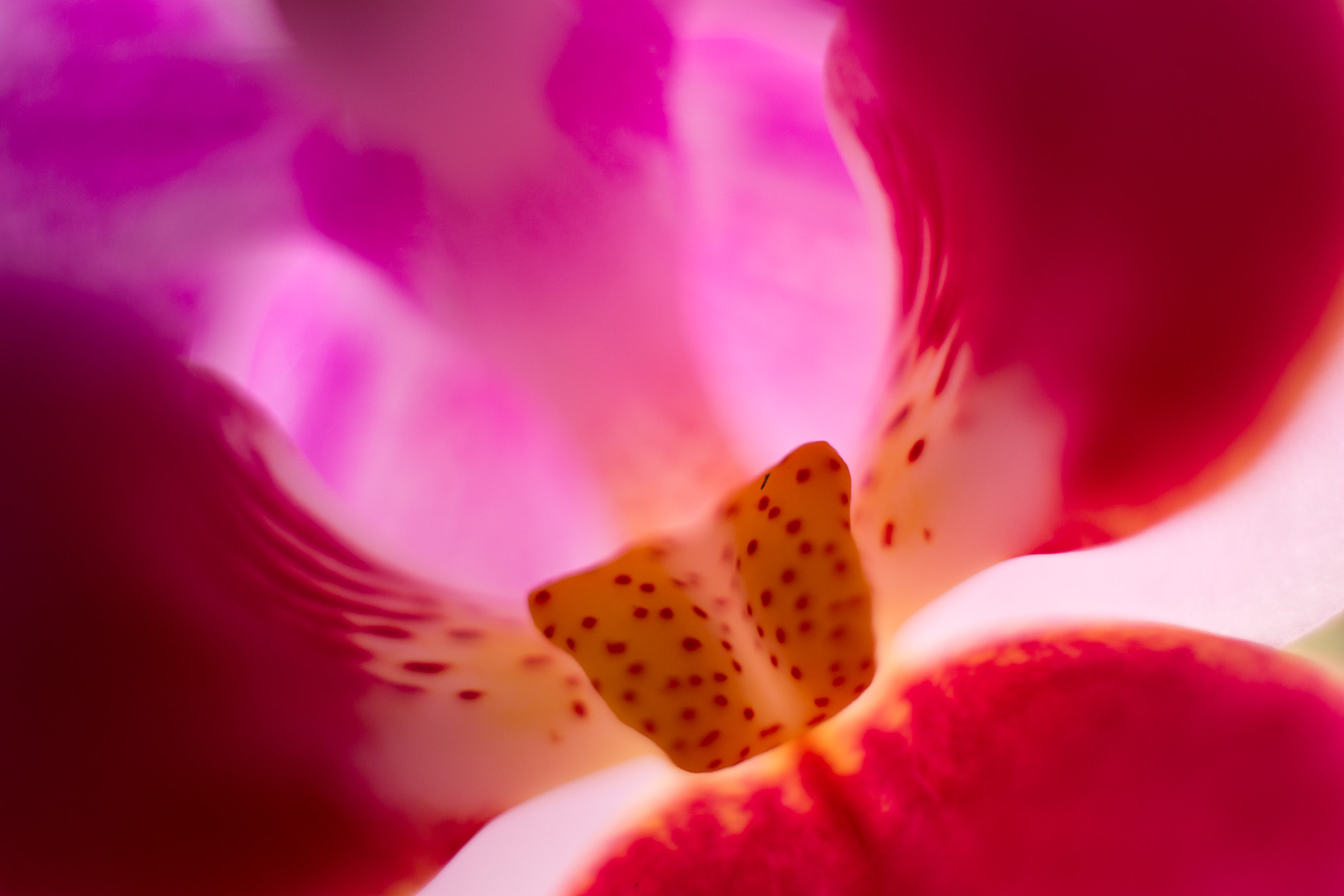 Canon EF-S 24mm F2.8 STM sample photo. Nature's kiss photography