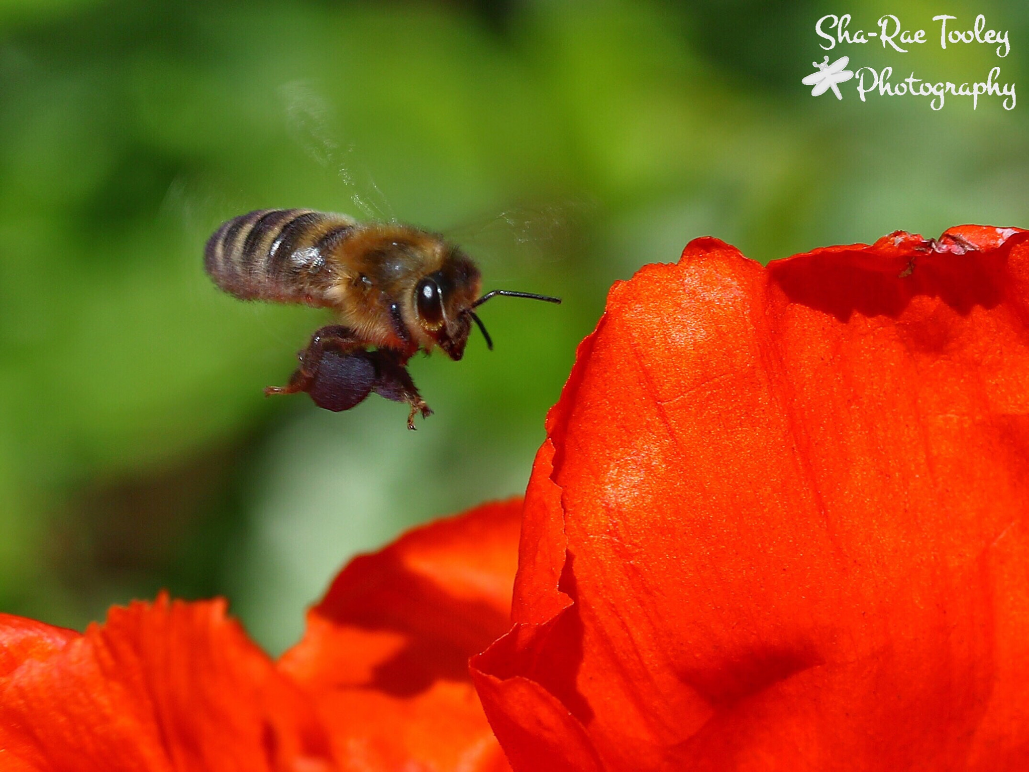 Canon EF-S 60mm F2.8 Macro USM sample photo