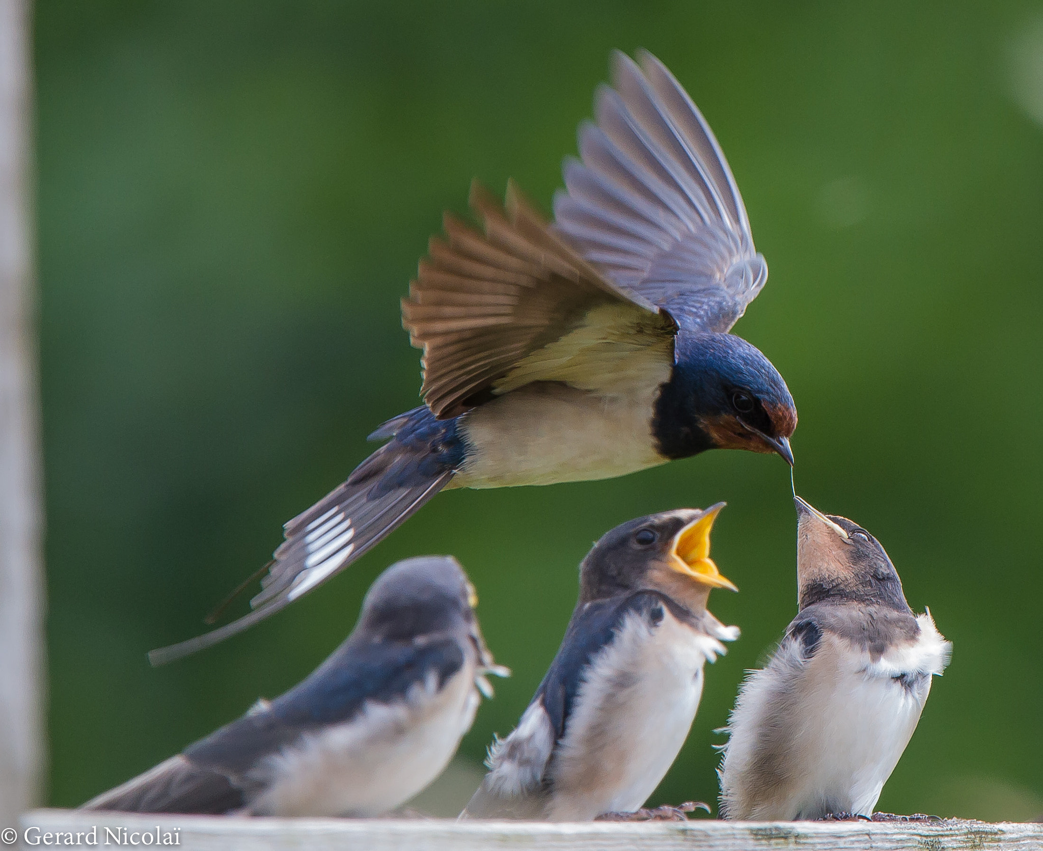 Canon EF 300mm F2.8L IS USM sample photo. Barn swallow feeding photography