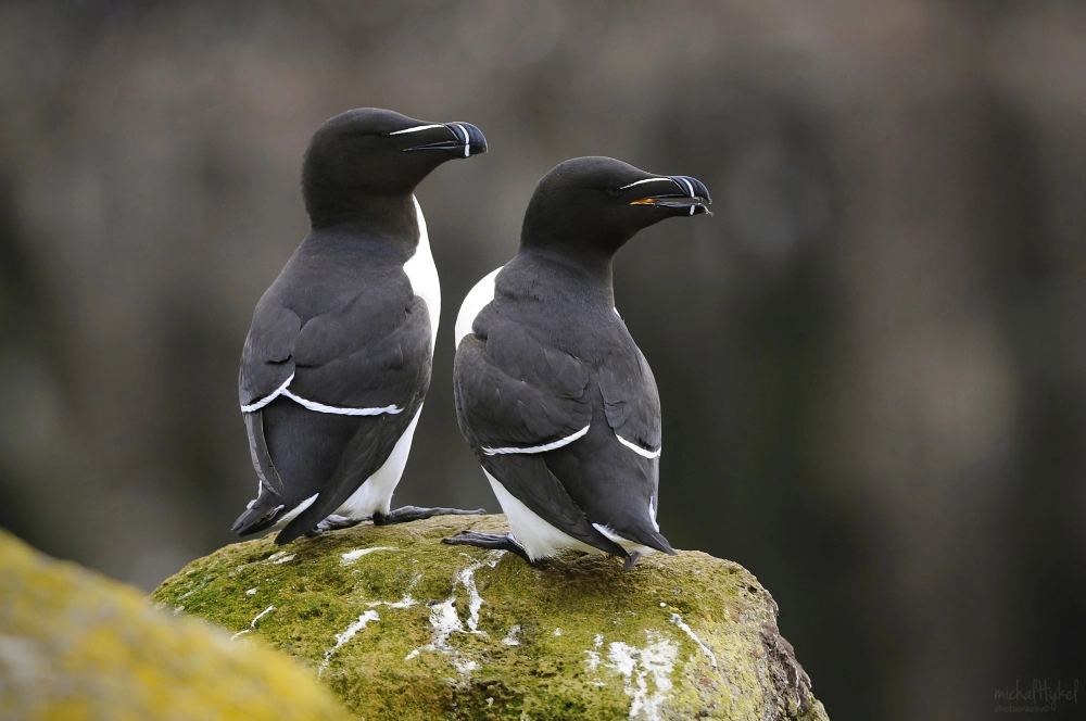 Nikon D90 + Nikon AF-S Nikkor 300mm F4D ED-IF sample photo. Razorbill photography