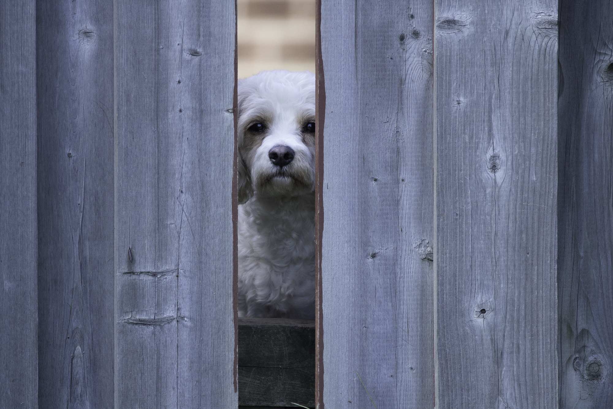 Sigma 150-600mm F5-6.3 DG OS HSM | C sample photo. Puppy wants to play photography
