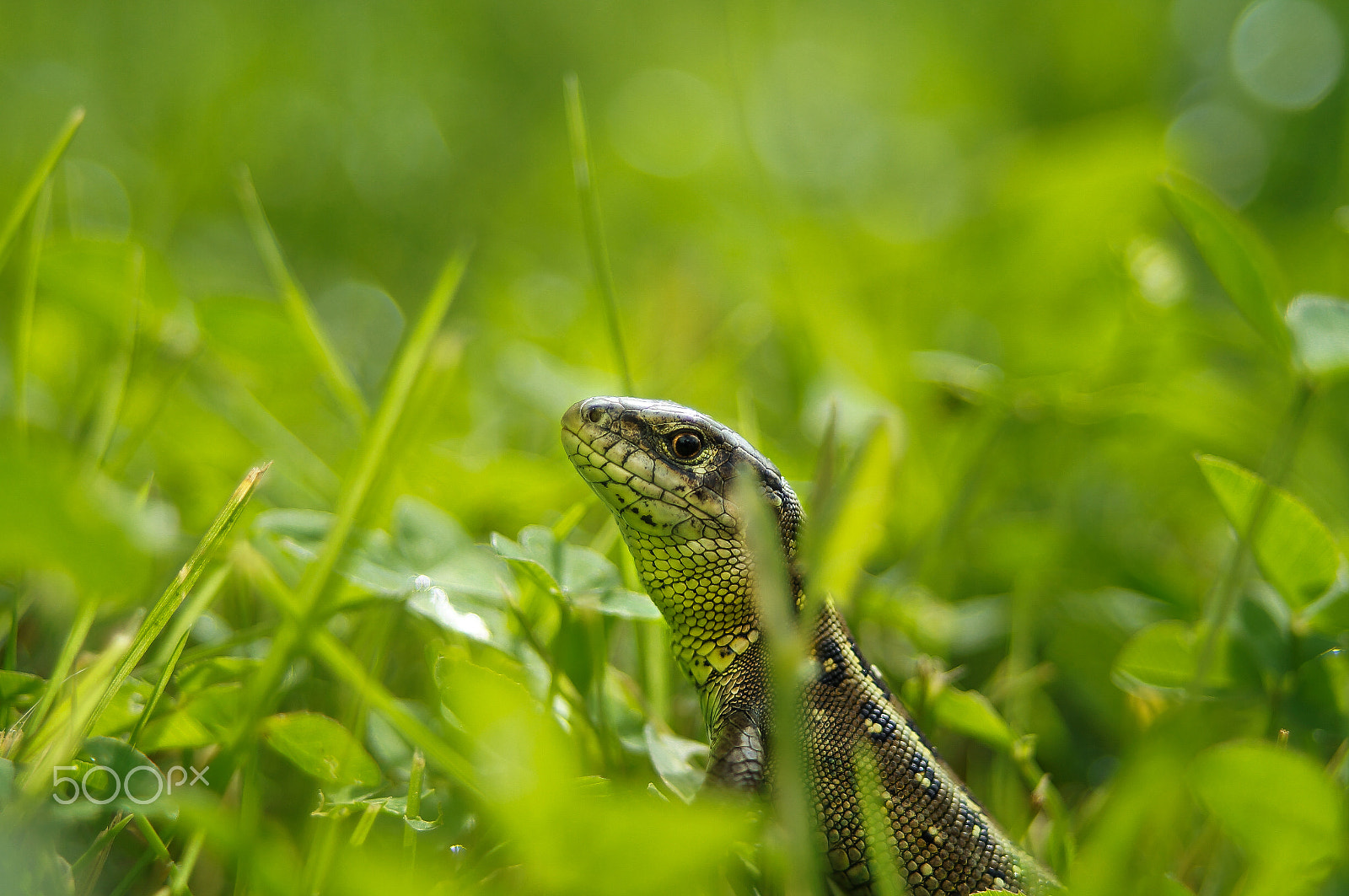 Sony SLT-A37 + 35-70mm F4 sample photo. Lizard-2 photography