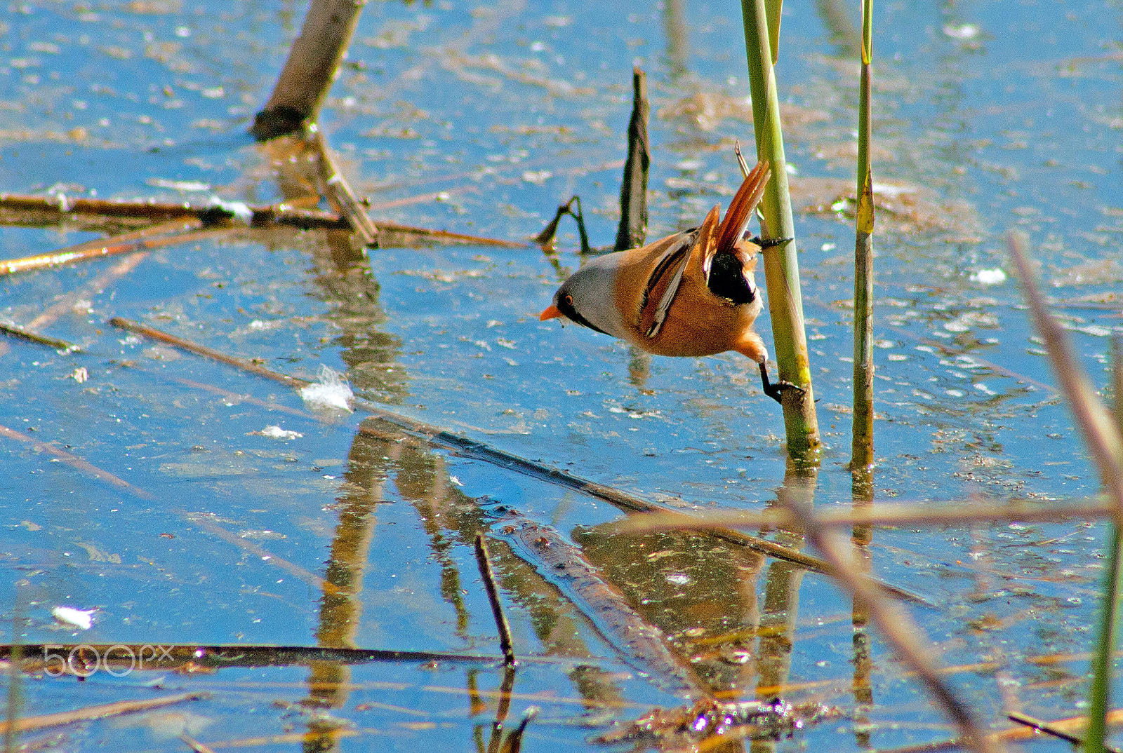 Canon EF 75-300mm f/4-5.6 USM sample photo. Acrobat bird photography
