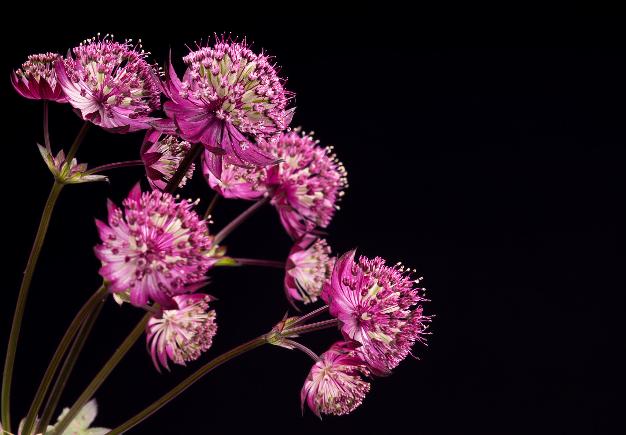 Sony SLT-A77 + Sony 100mm F2.8 Macro sample photo. Astrantia major. photography